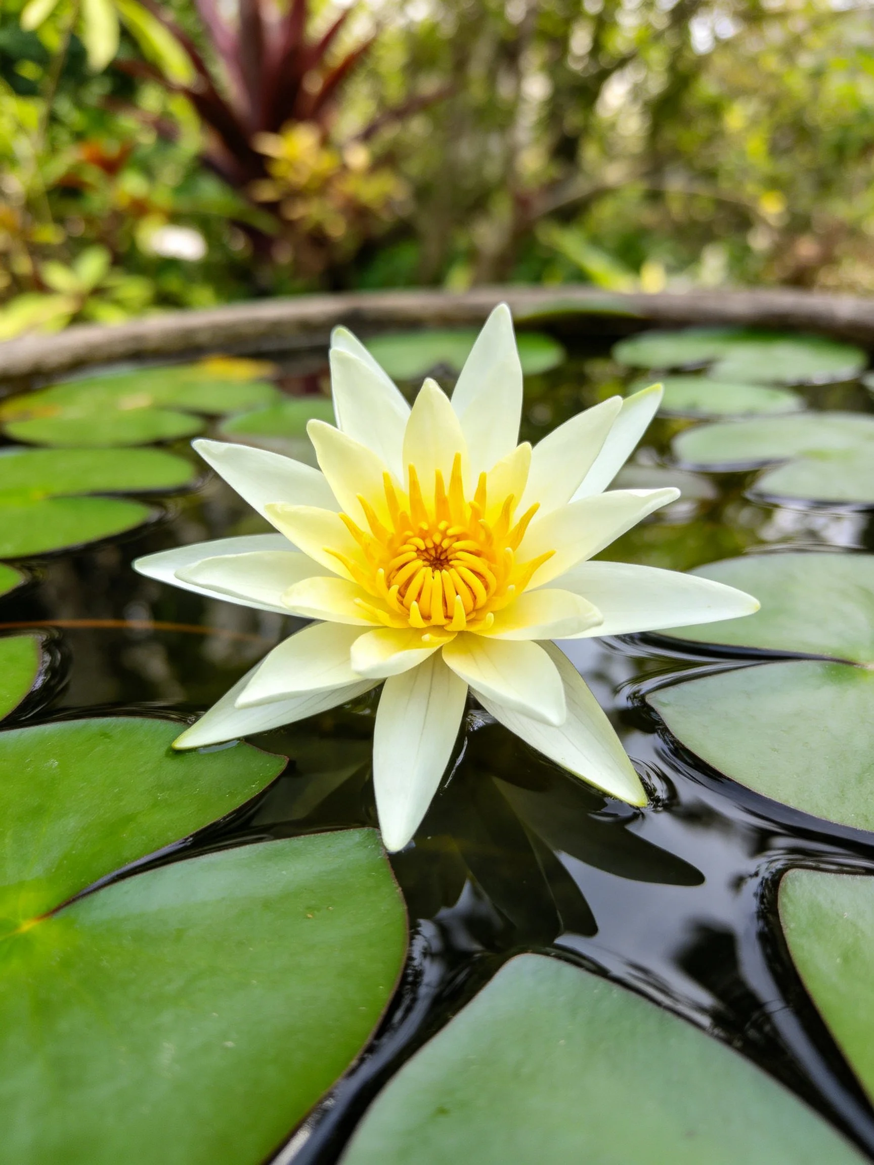 A white water lily with a yellow center blooms among green lily pads in calm pond