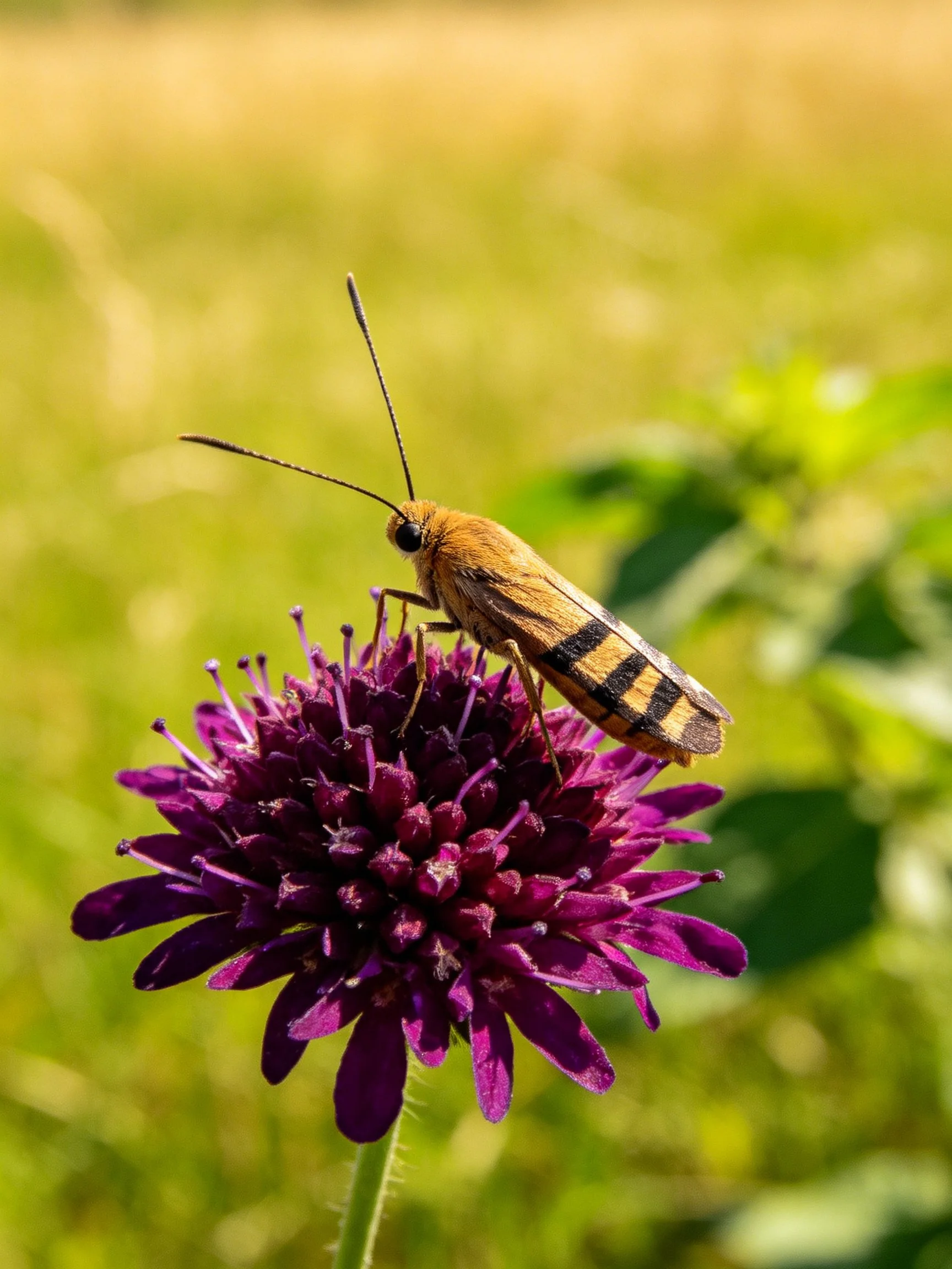 A yellow and black striped insect on a deep purple flower
