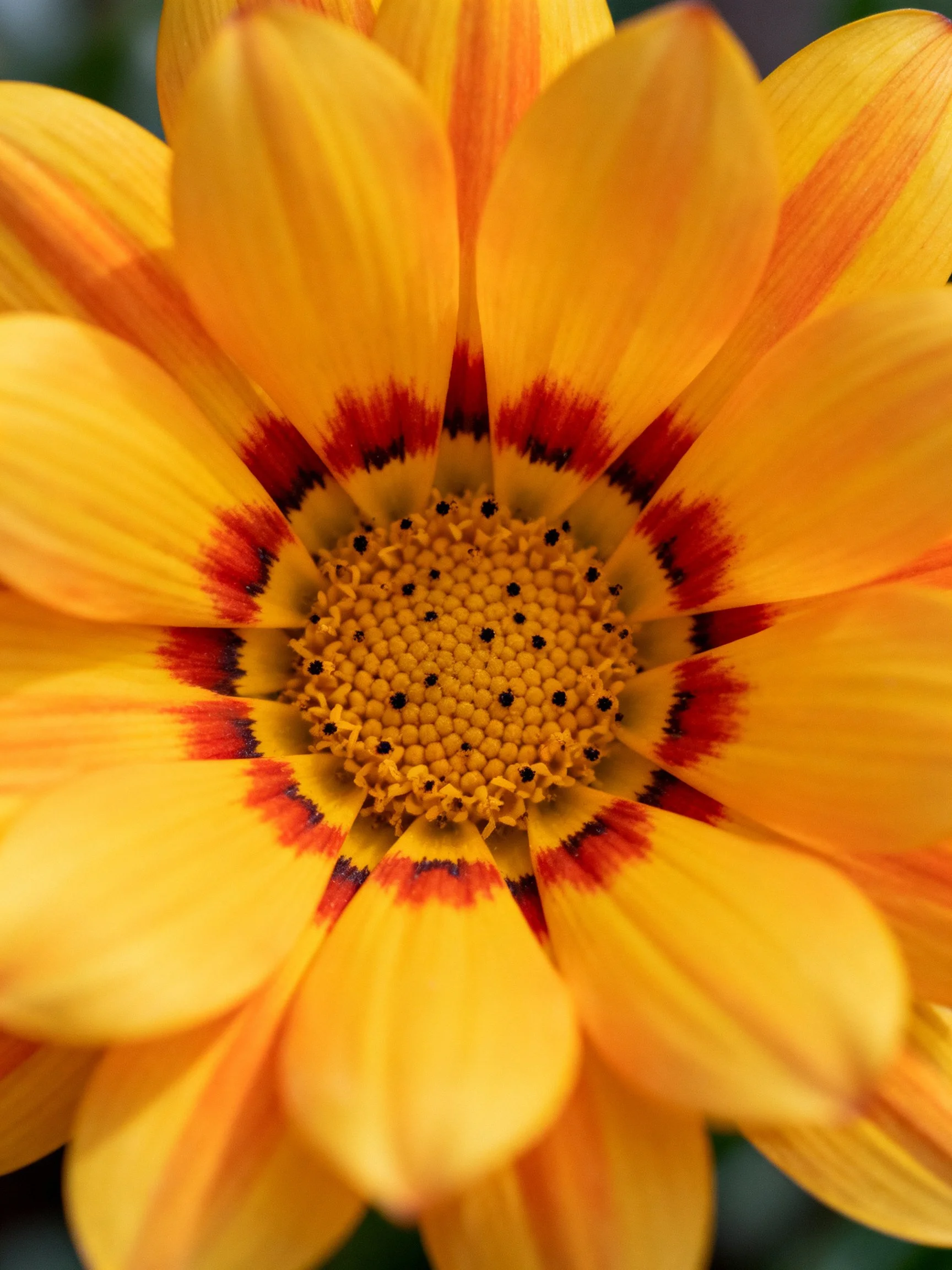 A yellow flower with red petal accents, detailed close-up