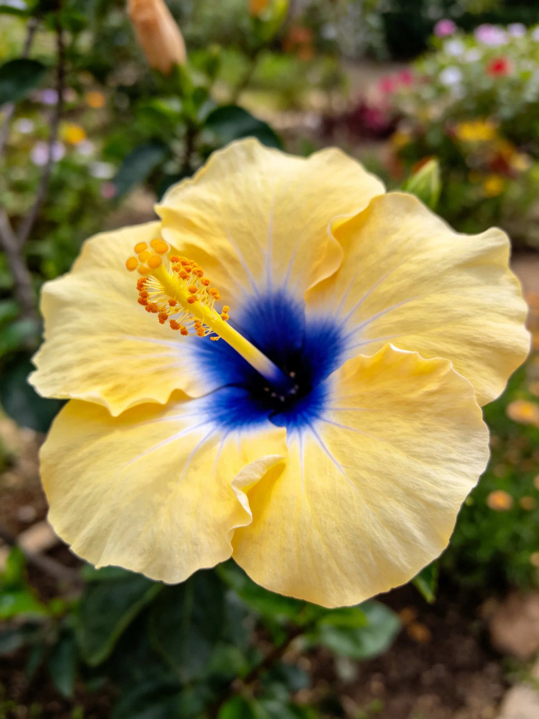 A yellow hibiscus with deep blue center blooms in a garden