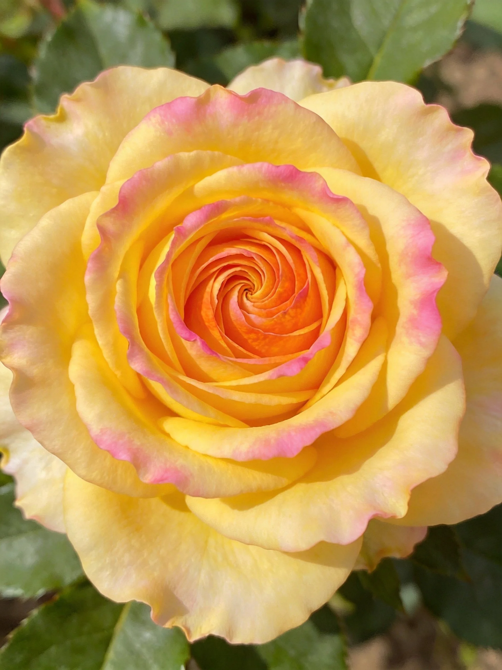 A close-up shows a yellow rose with pink petal edges arranged in a concentric spiral.