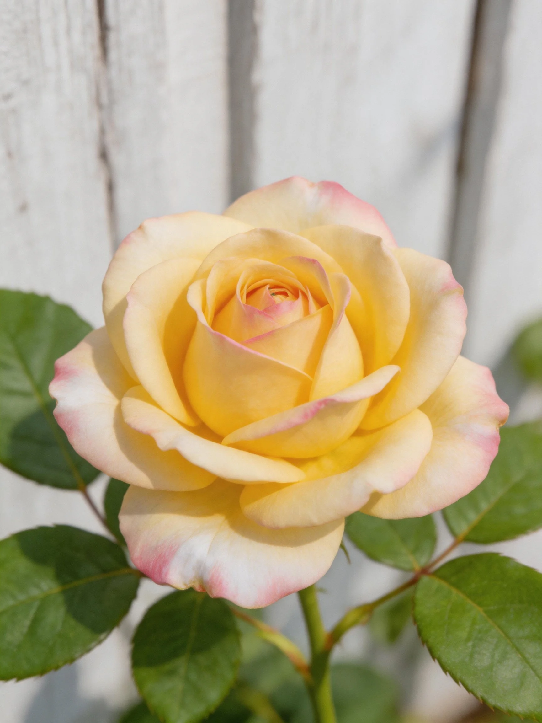 A yellow rose with pink-edged petals near a white fence
