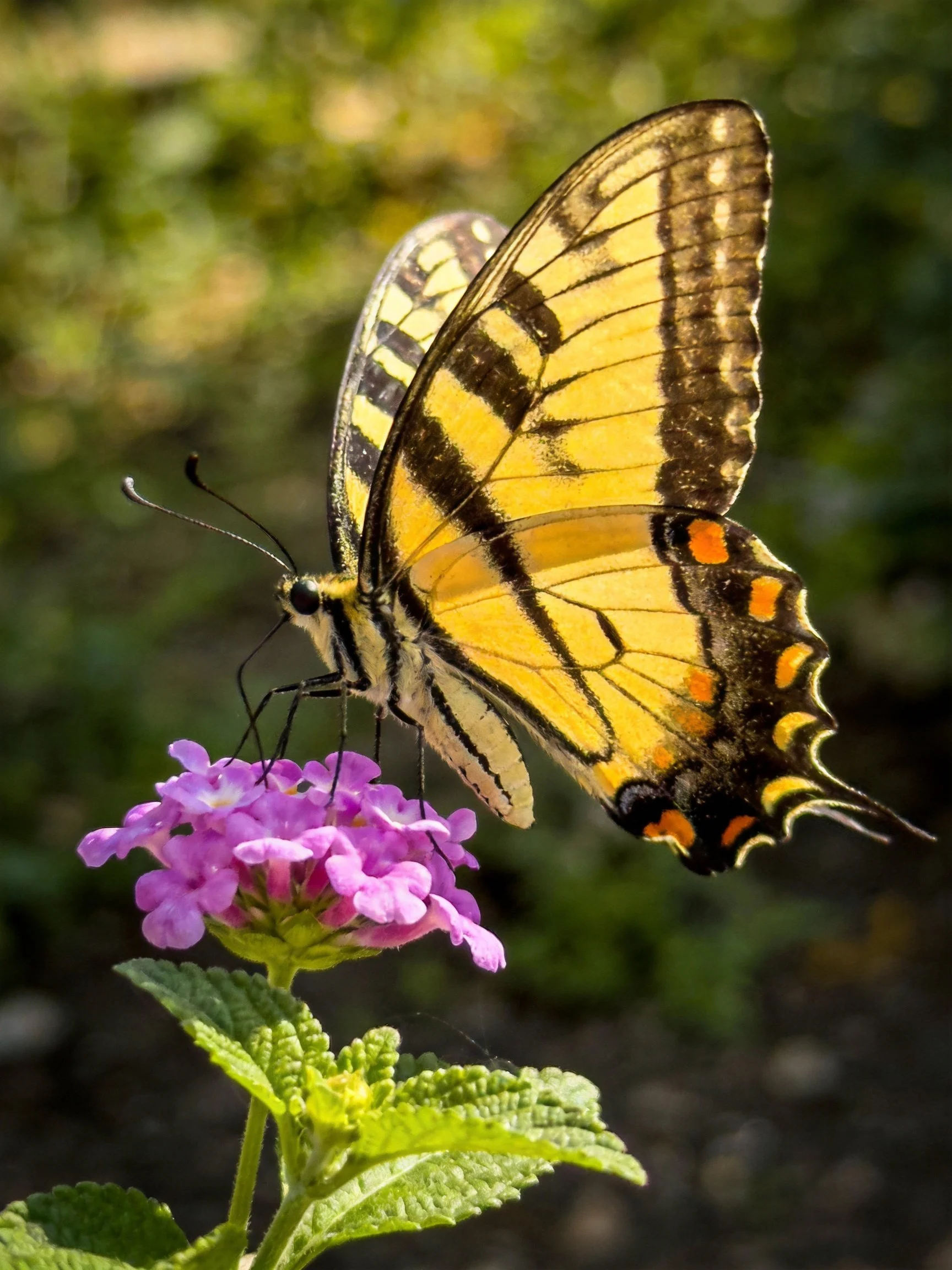 A yellow swallowtail butterfly perched on vibrant purple blooms