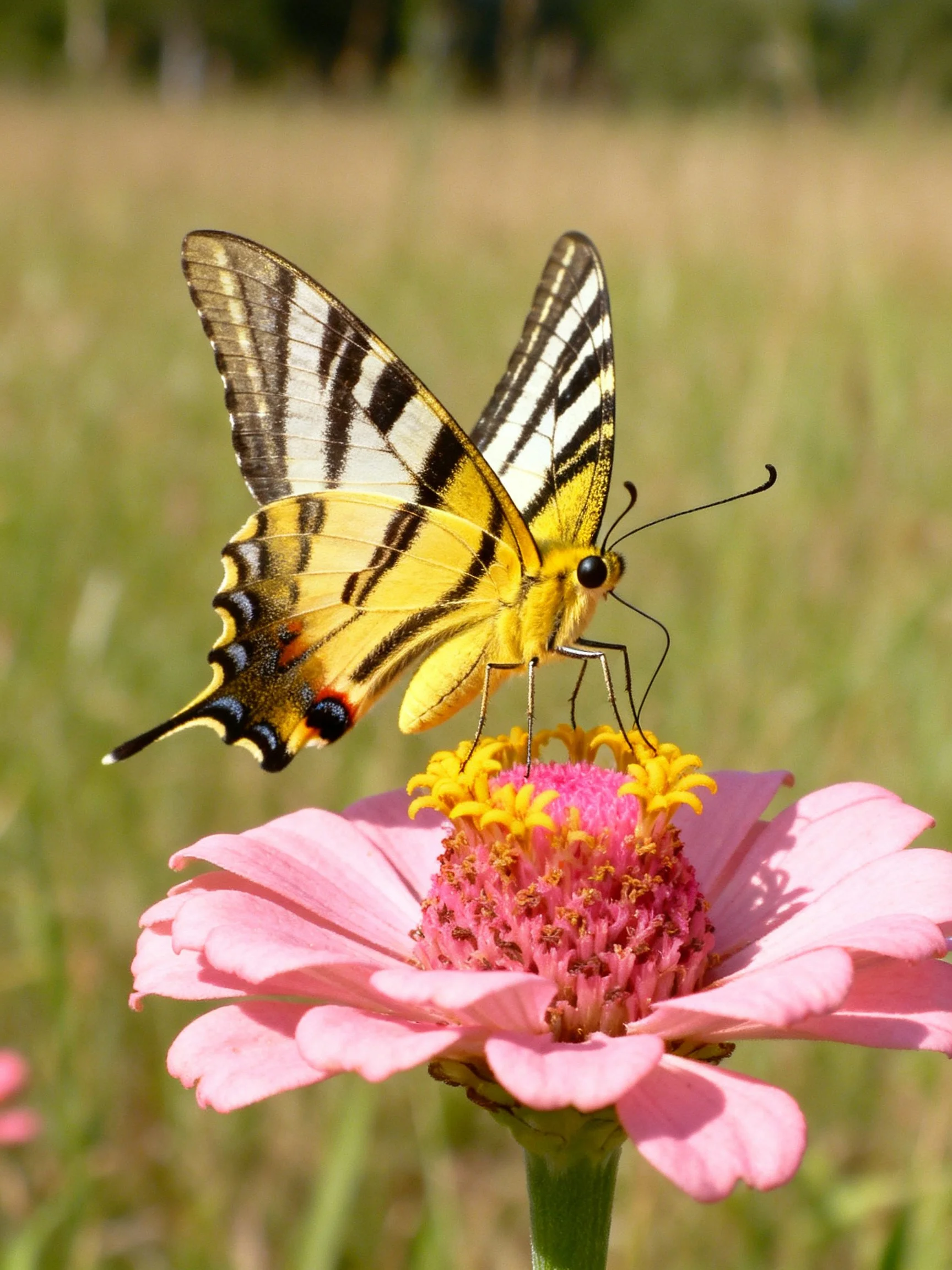 A yellow swallowtail butterfly perches on a pink zinnia flower
