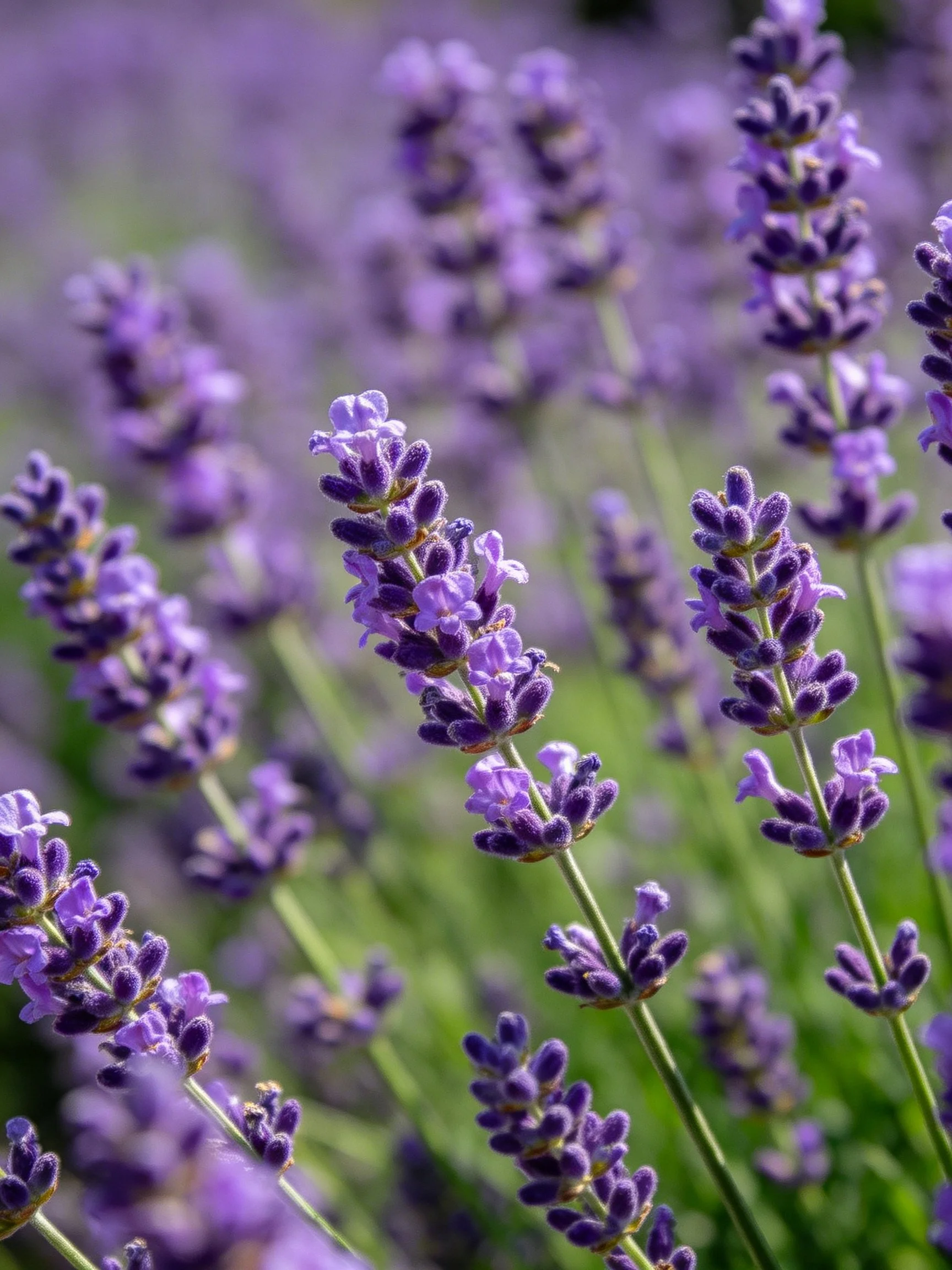 Abundant Purple Lavender Stalks in a Sunlit Garden