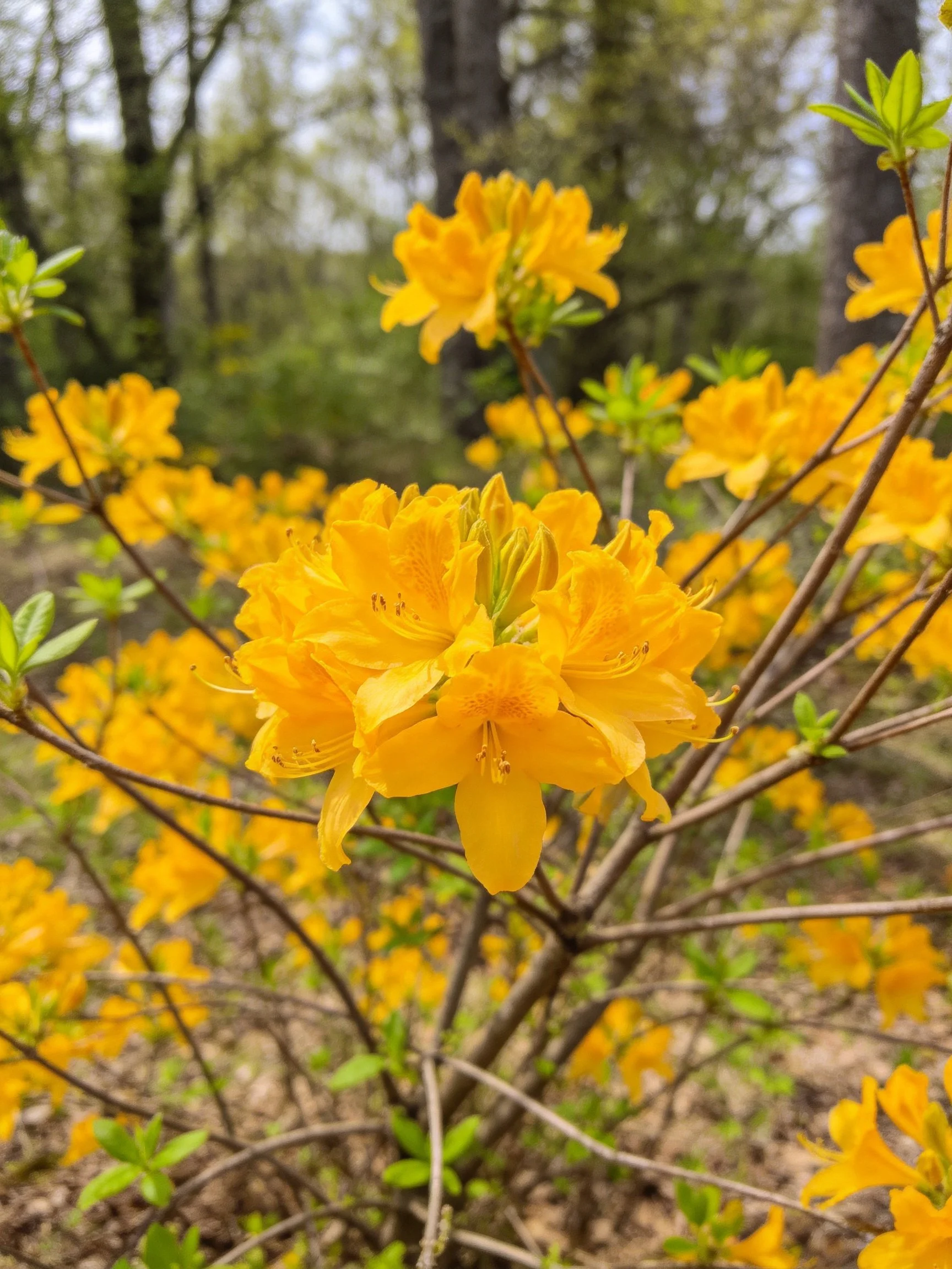 Abundant golden azalea blooms in forest setting
