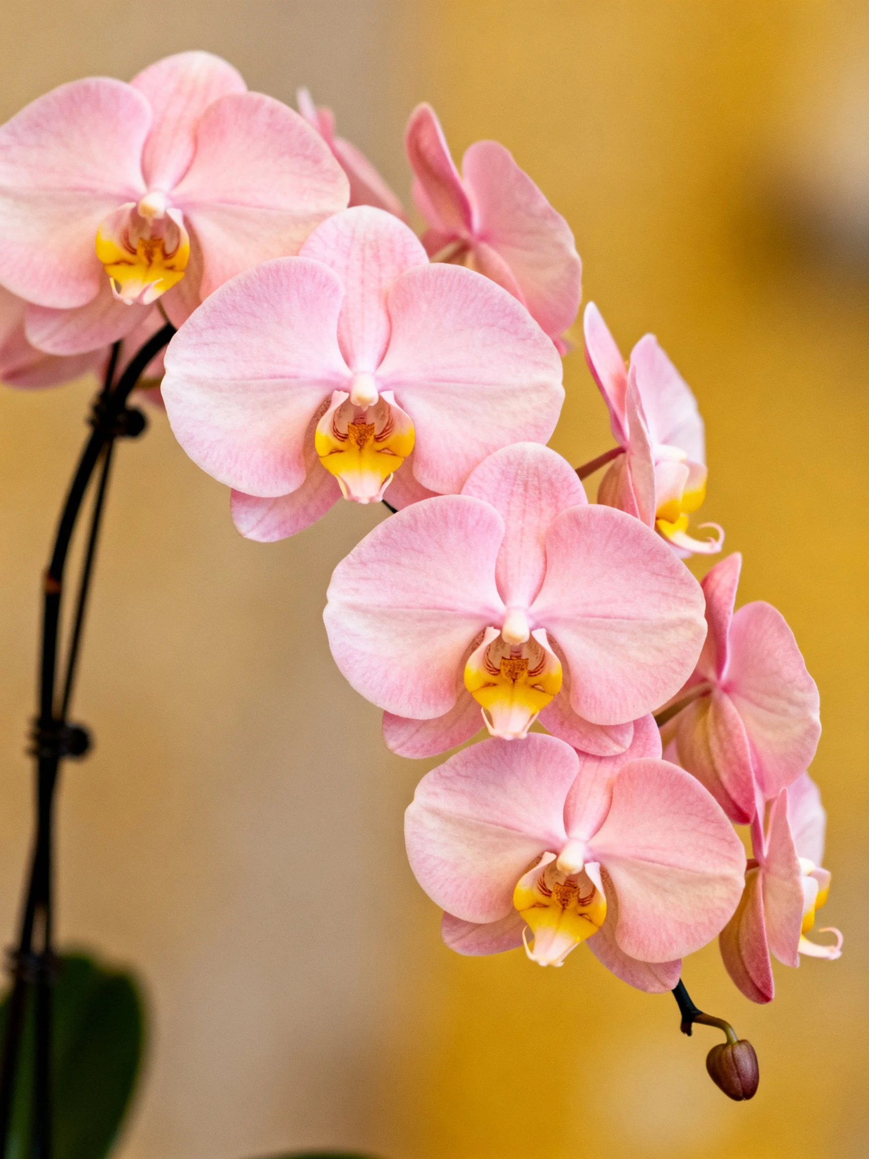 Abundant pink orchid blooms with yellow centers under soft lighting