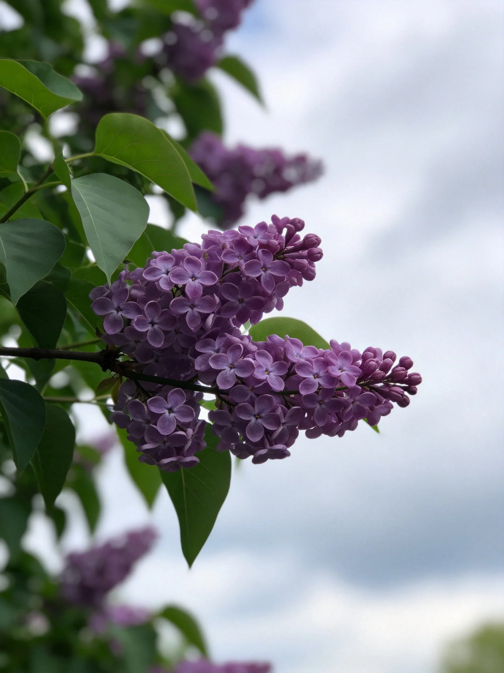 Abundant purple lilac flower clusters with lush green leaves