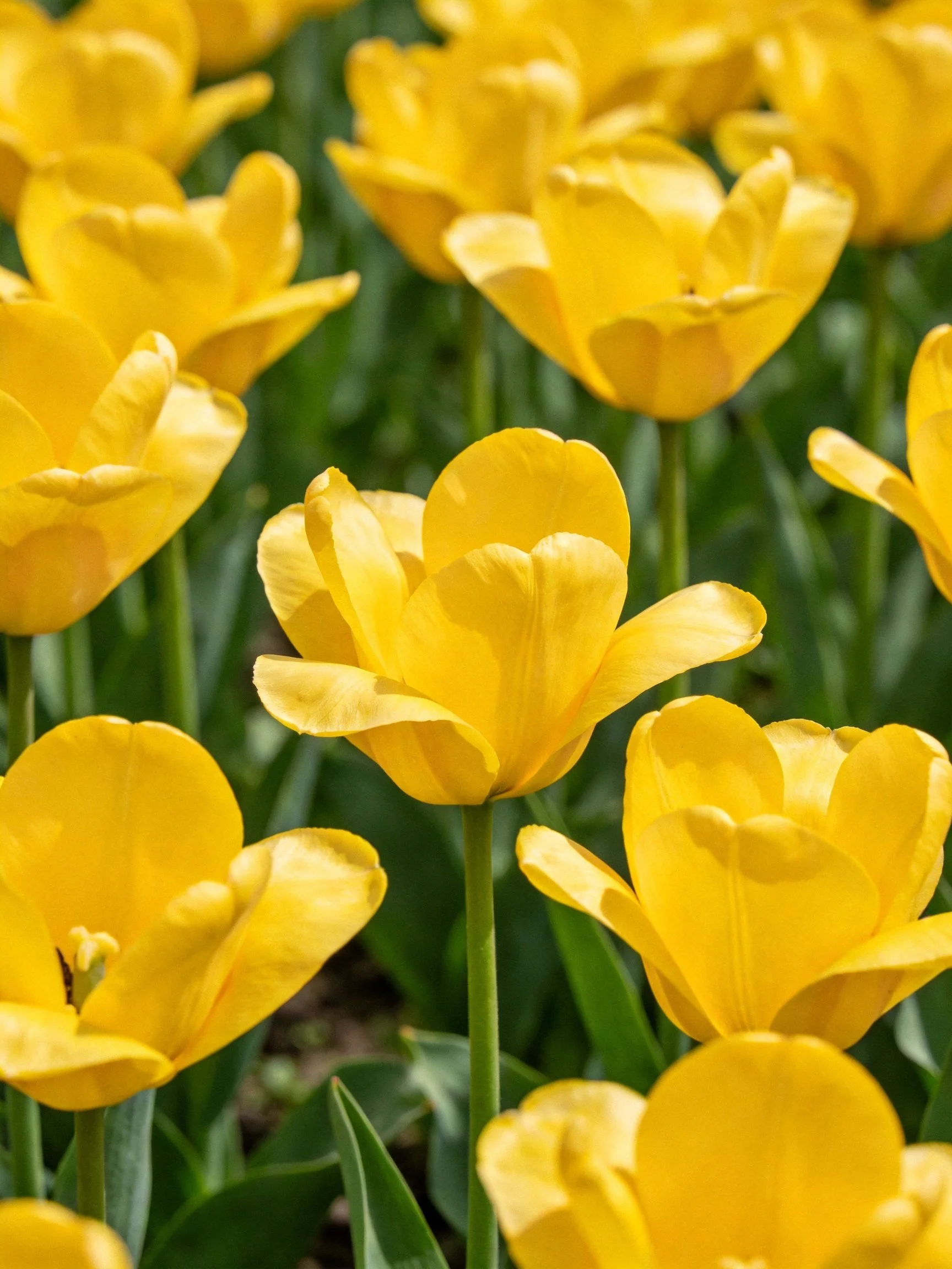 Abundant yellow tulips bloom among lush green foliage