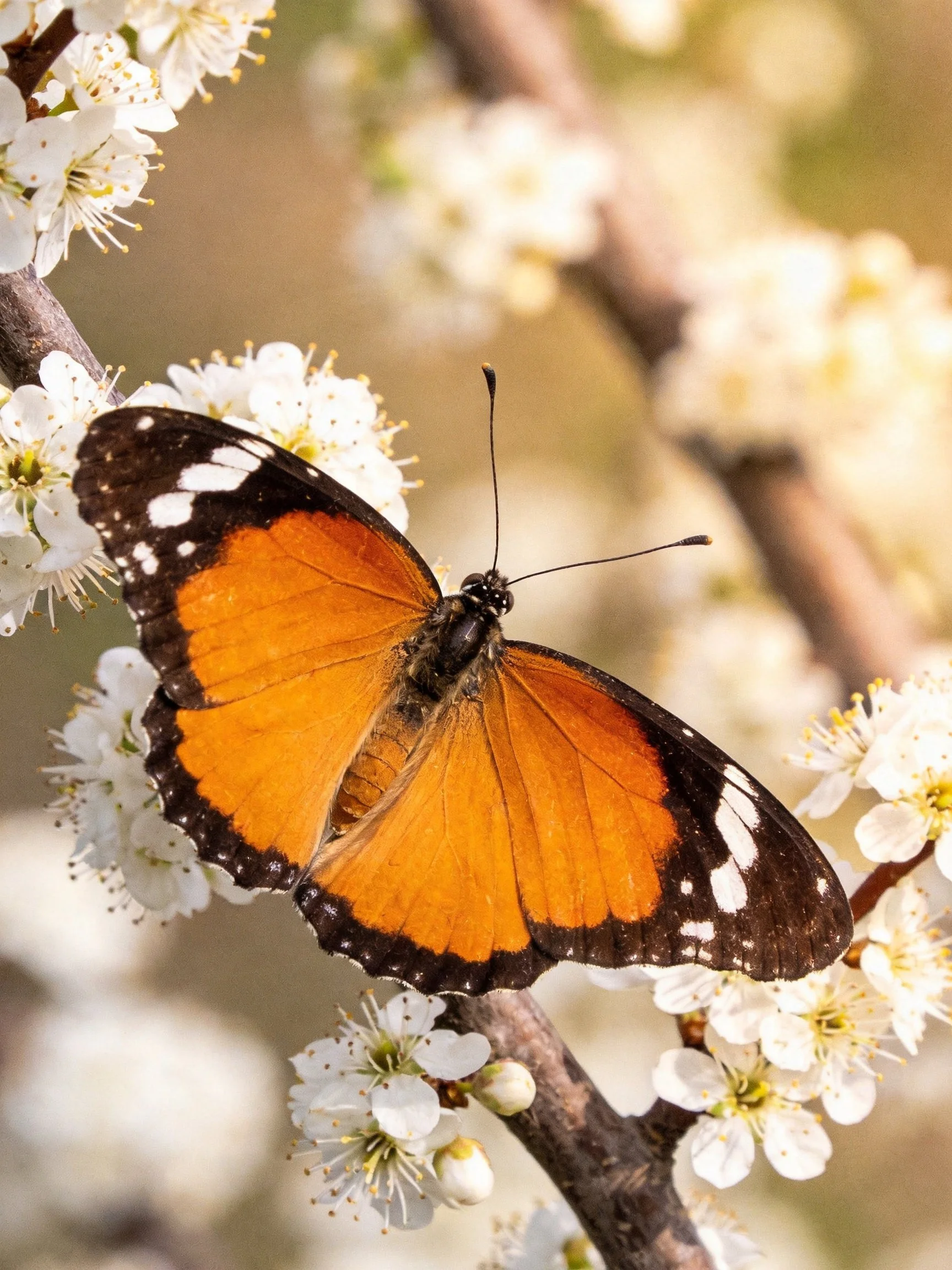 An orange and black butterfly rests on white blossoms