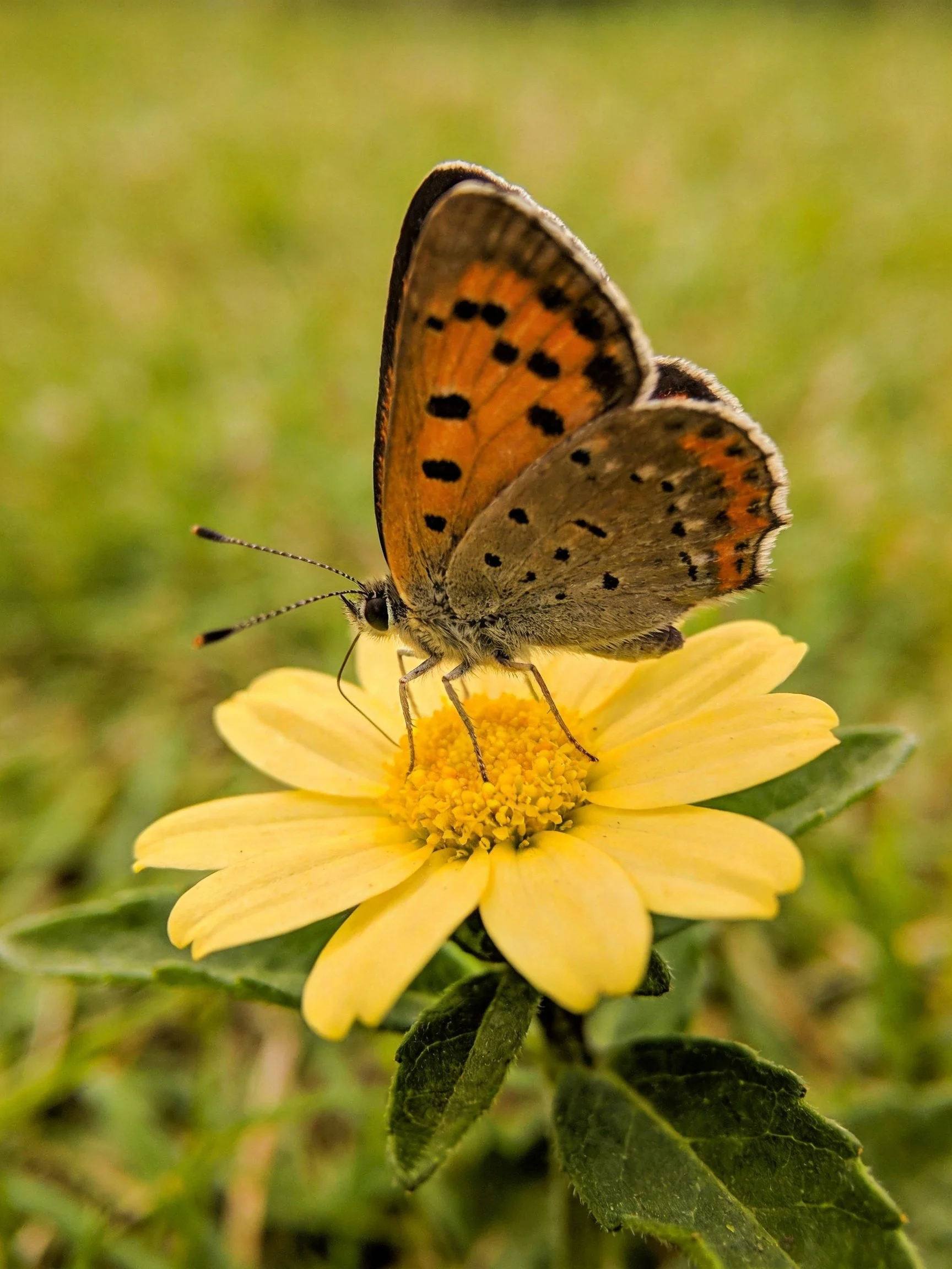 An orange-brown butterfly perched on a vibrant yellow flower