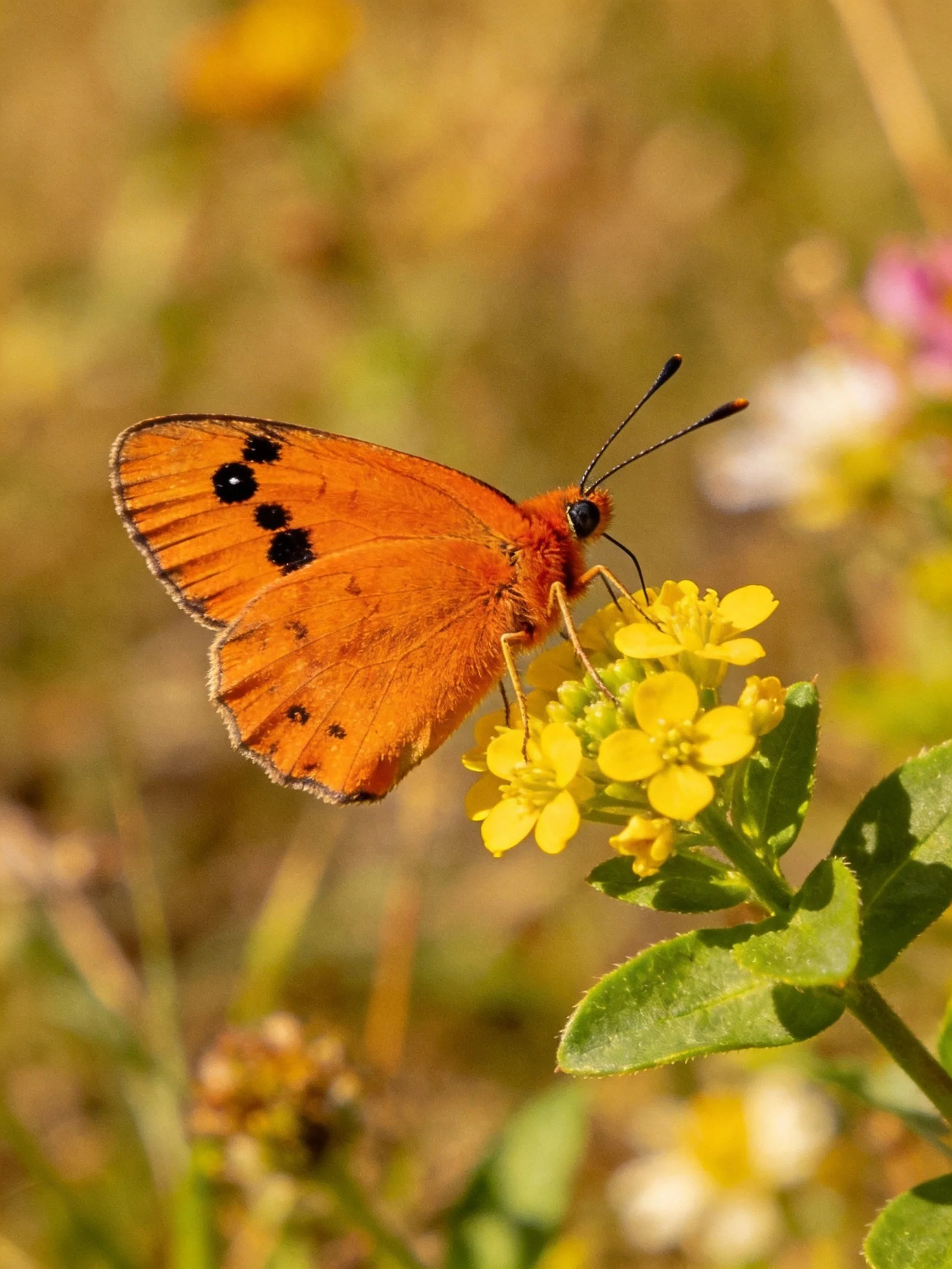 An orange butterfly perches on small yellow flowers in a sunlit field