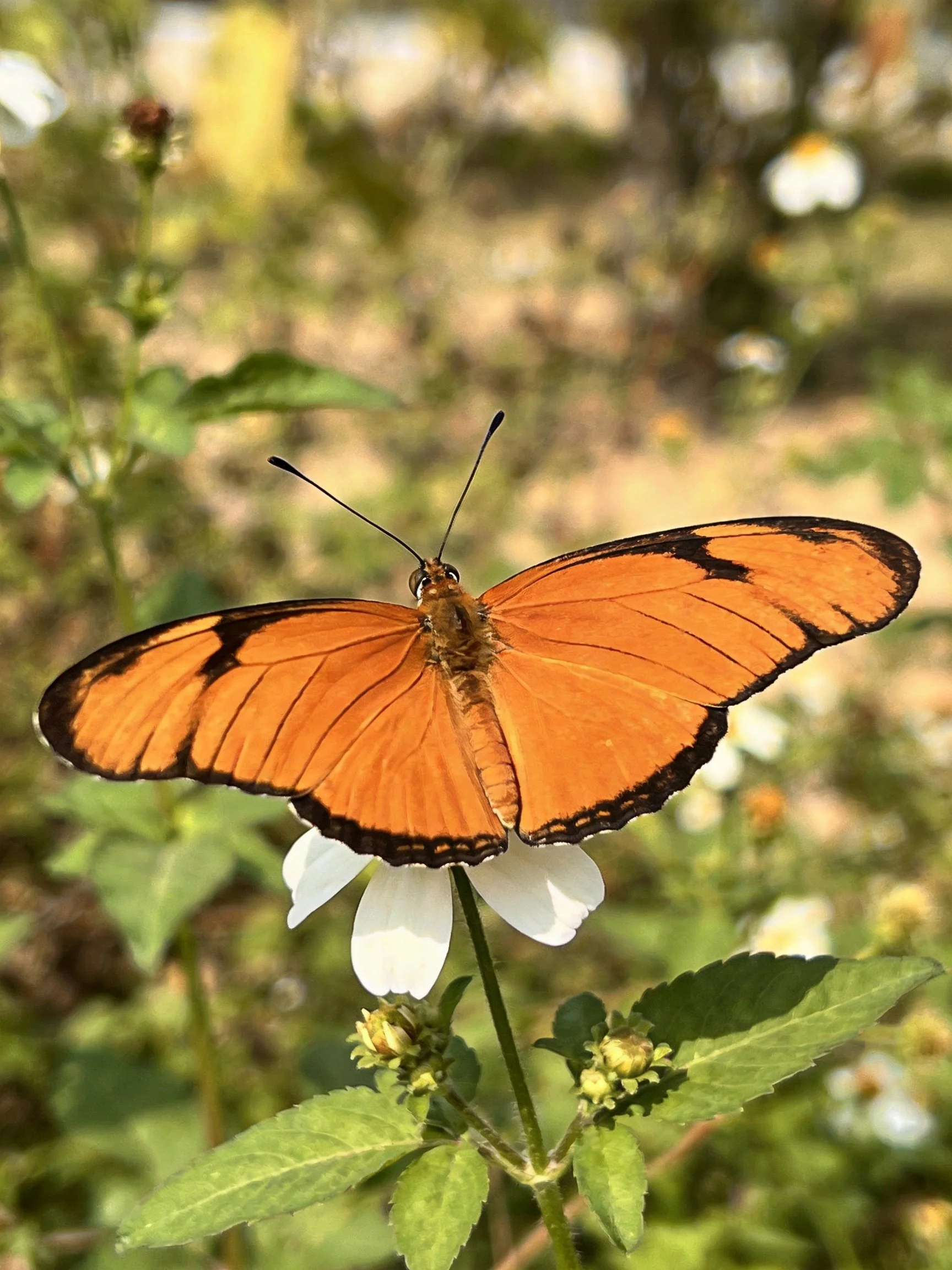 An orange butterfly rests on a white flower among lush greenery