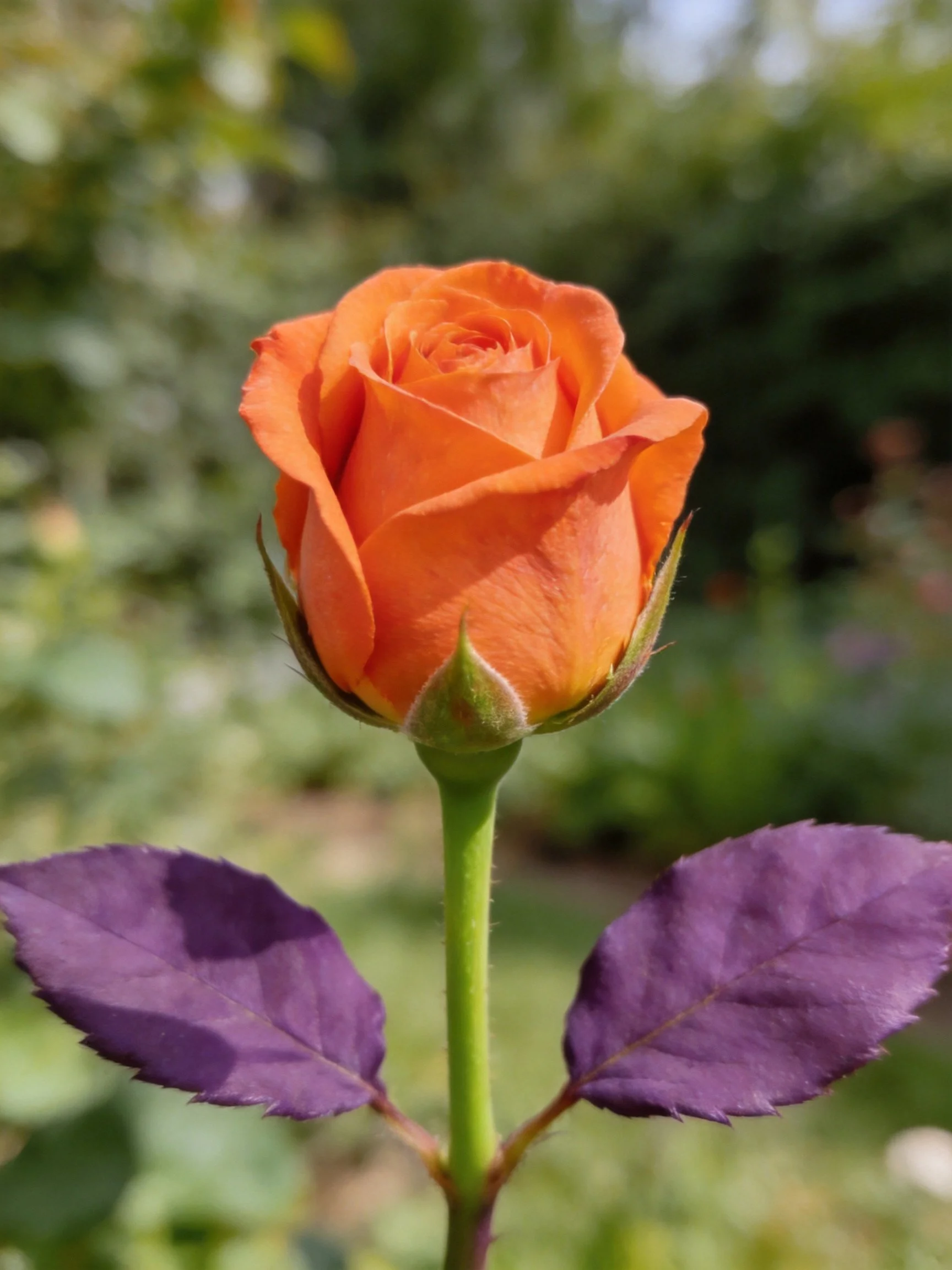 An orange rose bud with deep purple leaves, clear focus