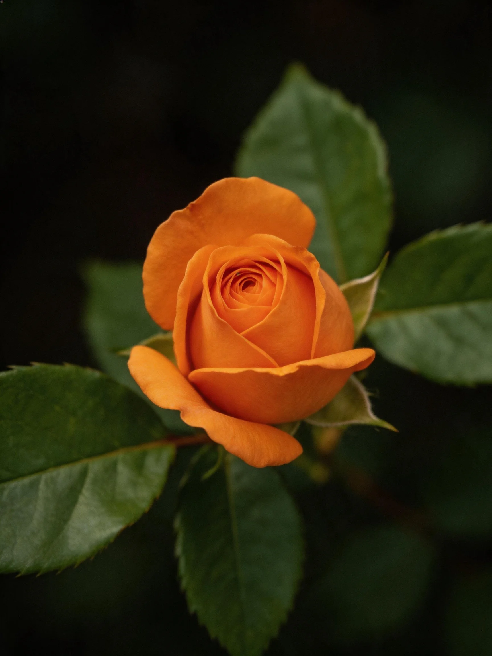An orange rose bud with glossy green leaves