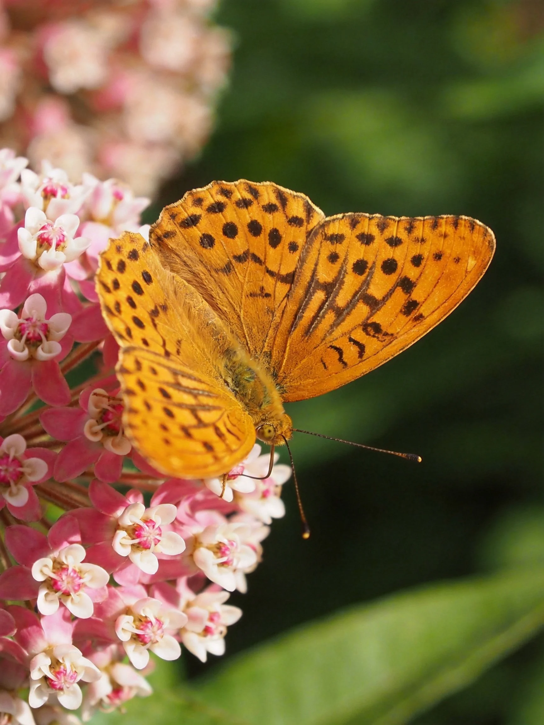 An orange-spotted butterfly perched on pink clustered blooms