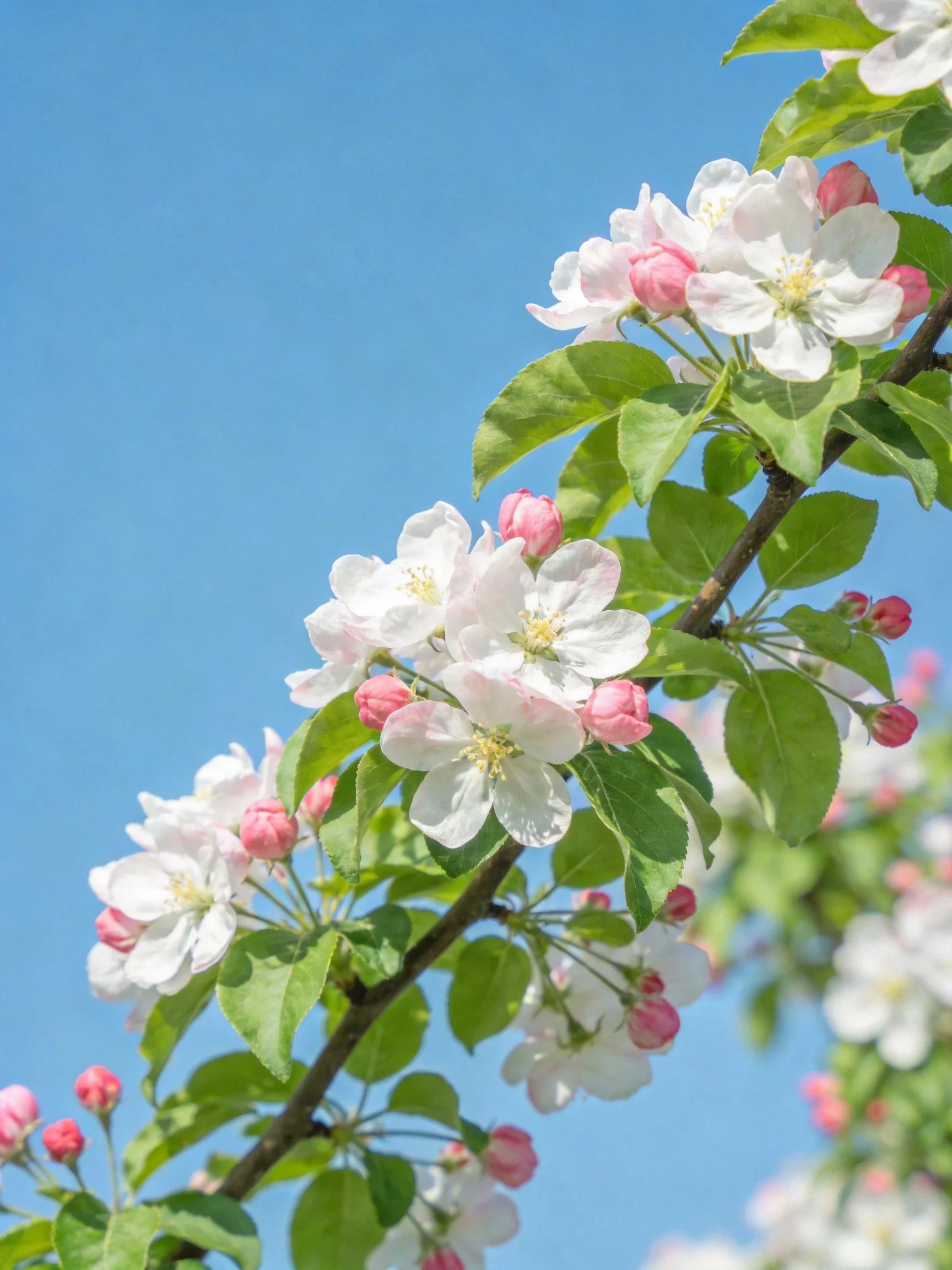 Apple blossom branches with white and pink flowers against clear blue sky
