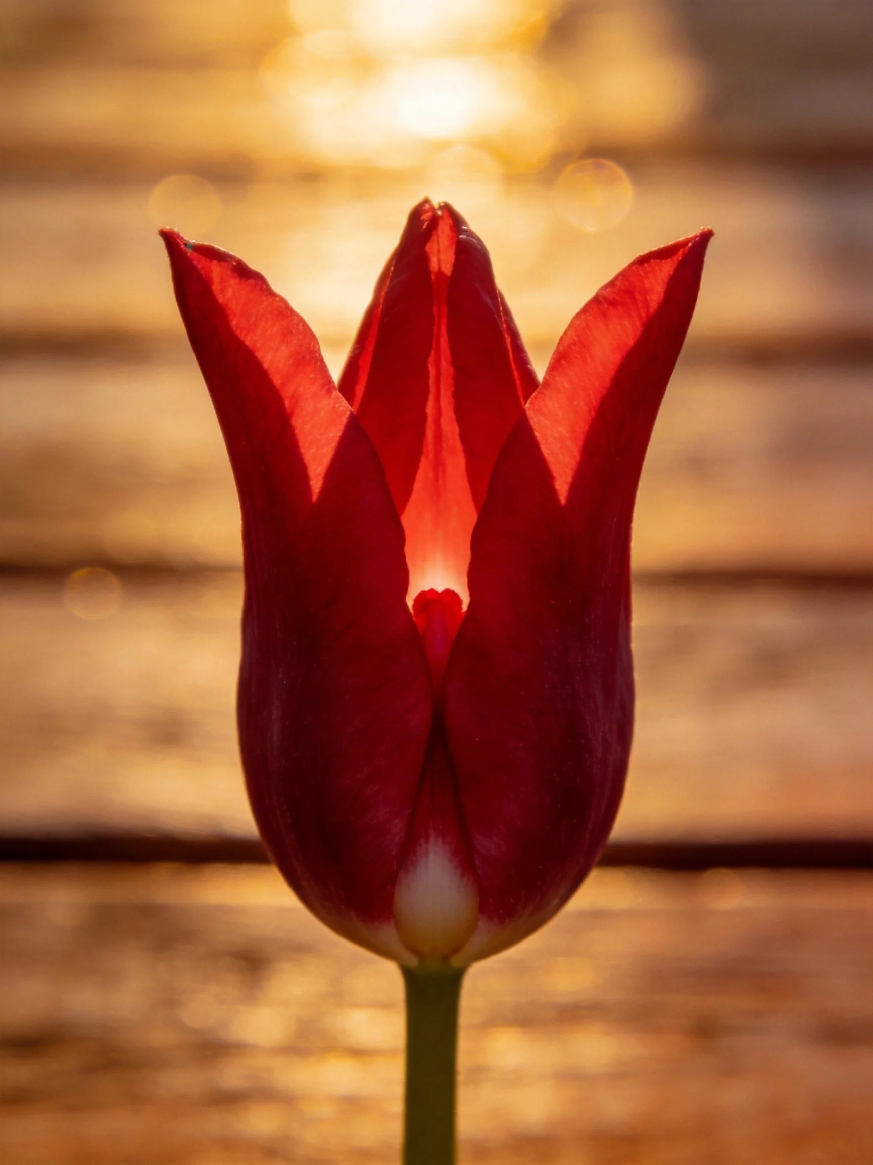 Backlit red tulip with golden sunset illumination