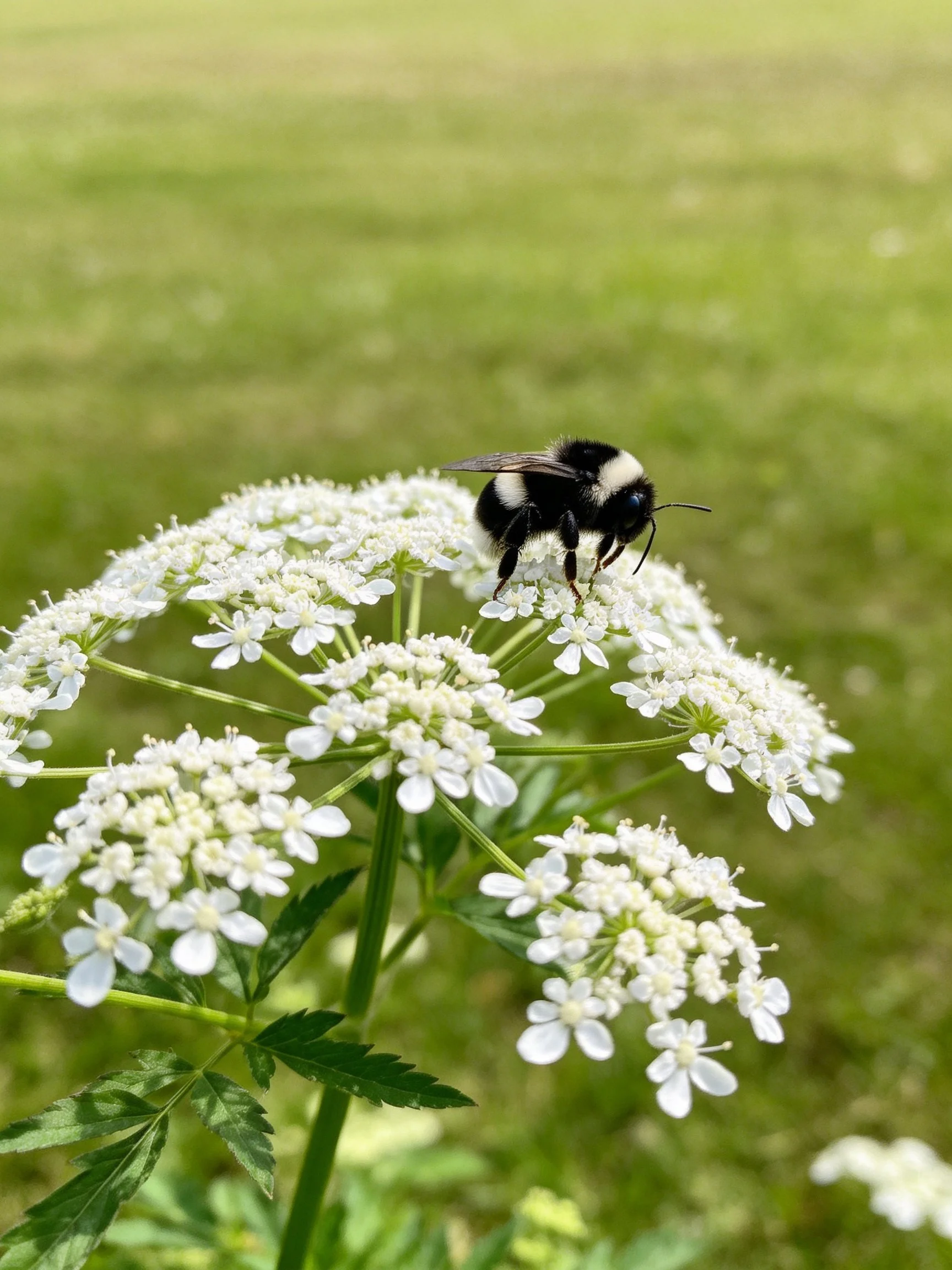 Black-and-white bumblebee on small white clustered flowers