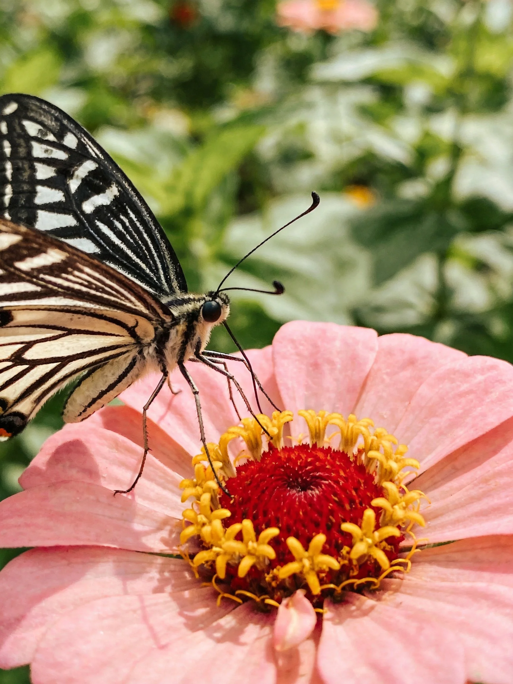 Black-and-white butterfly on pink flower with red-yellow center