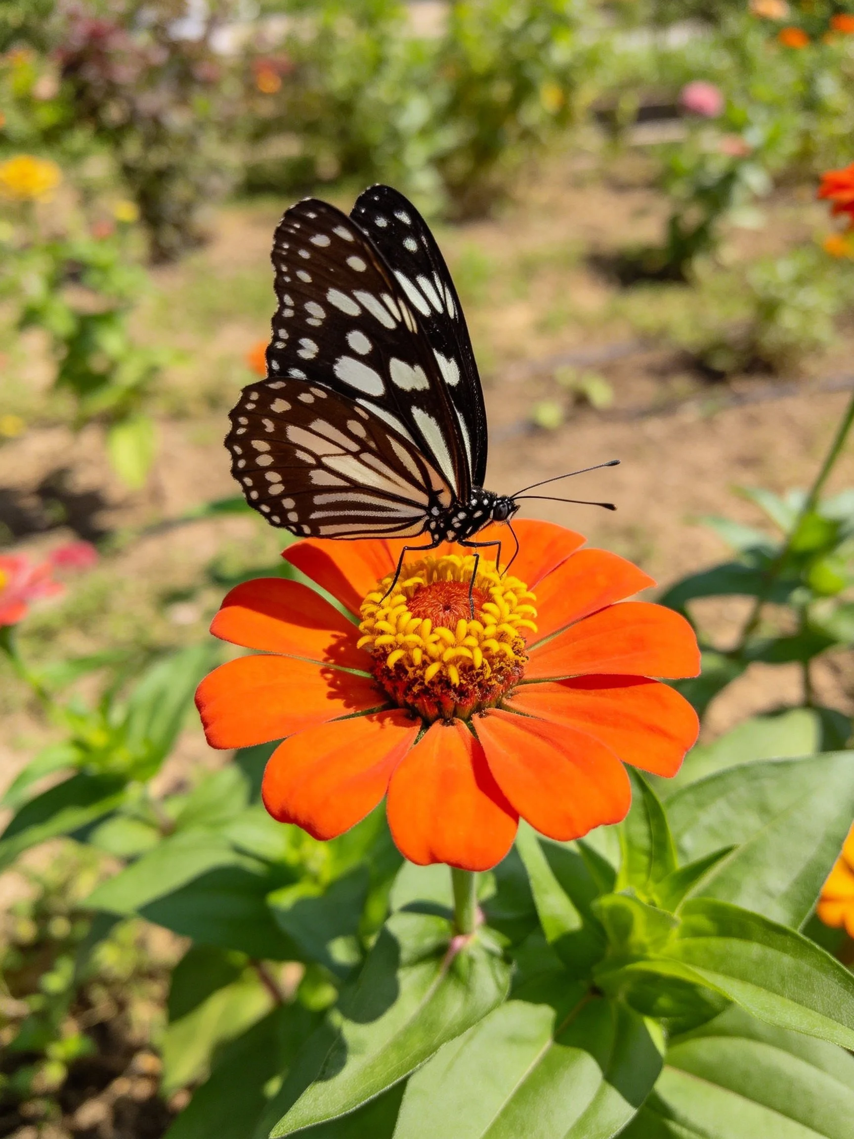 Black and white butterfly on vibrant orange zinnia