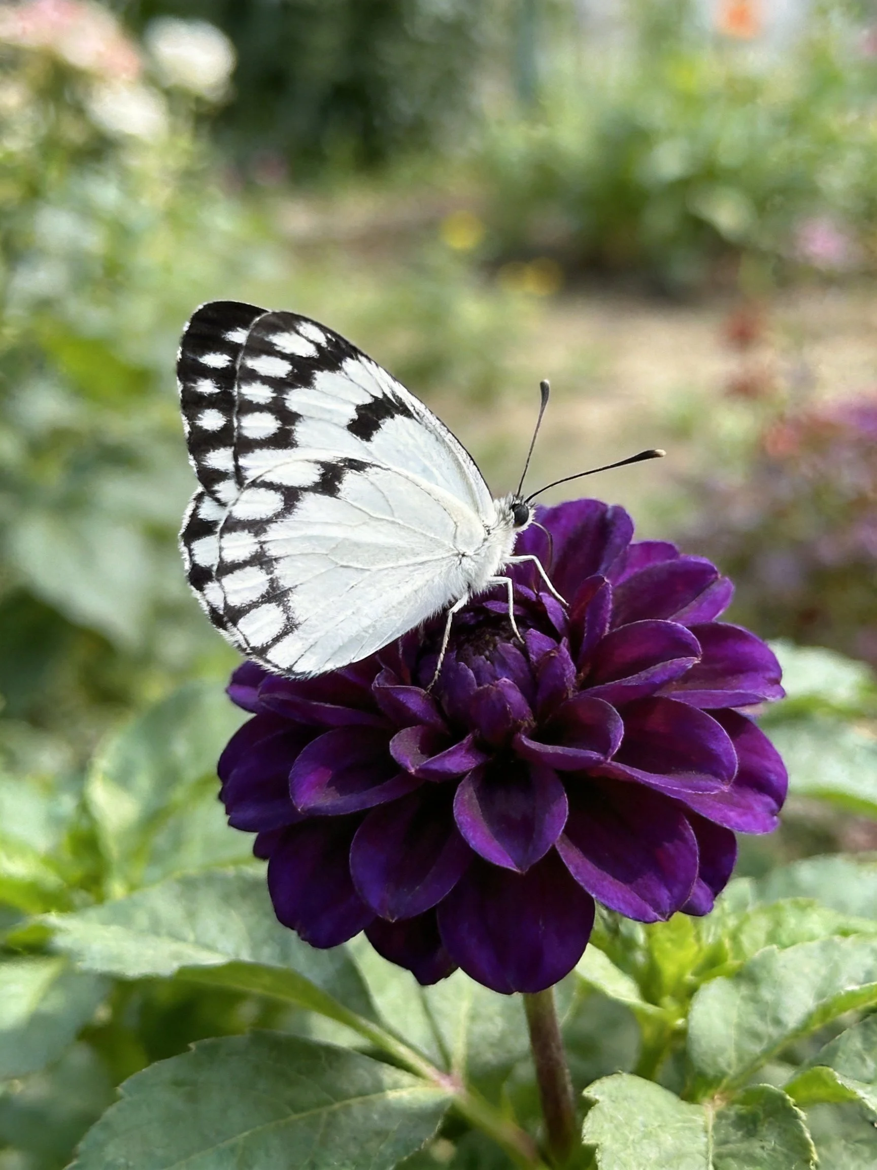 Black-and-white butterfly perched on deep purple flower