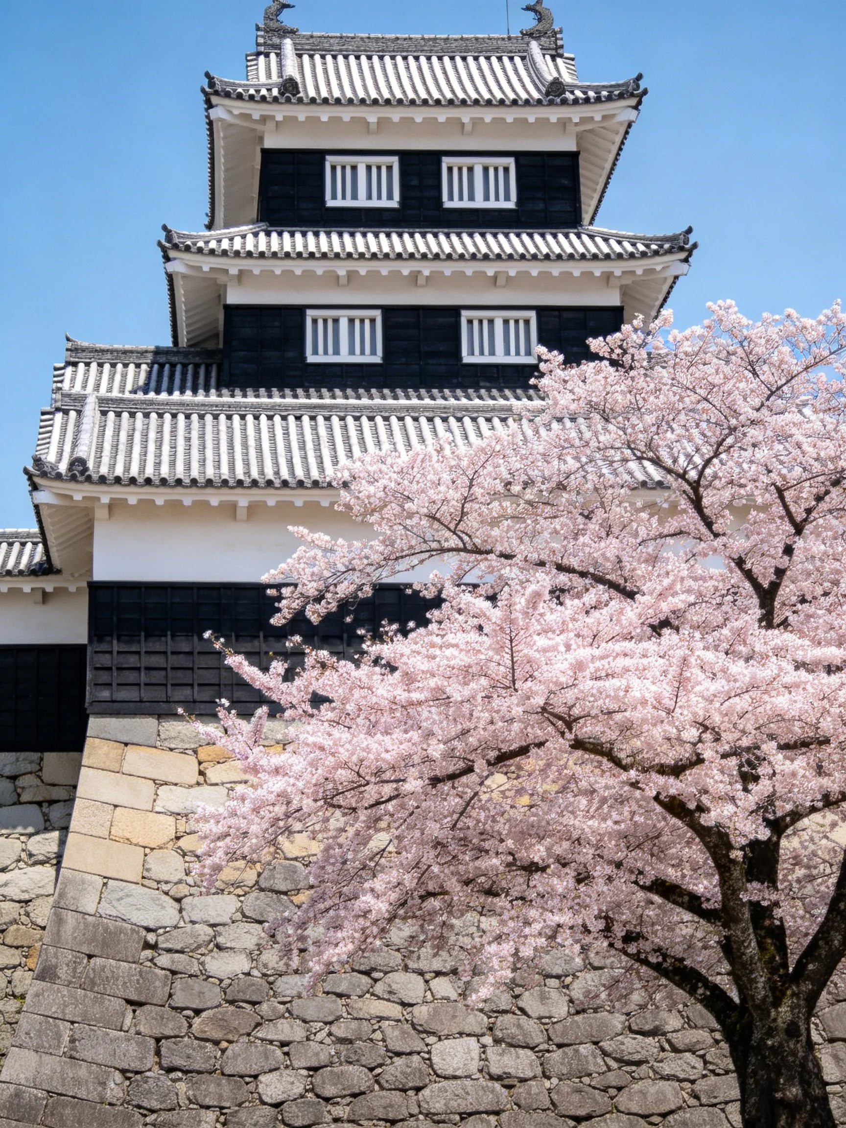Black and white castle tower with cherry blossom tree in bloom
