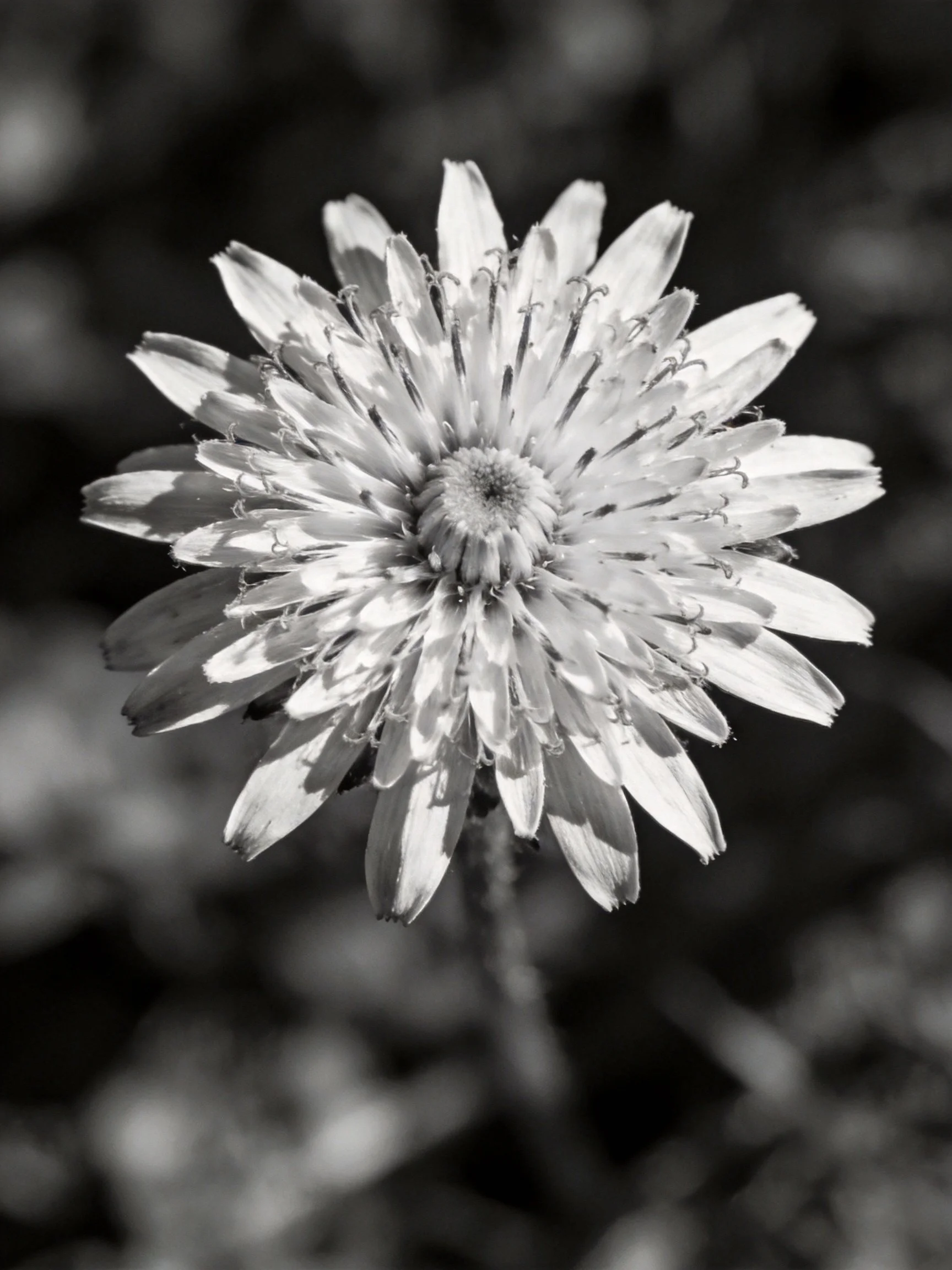 Black and white close-up of a dandelion flower with layered petals