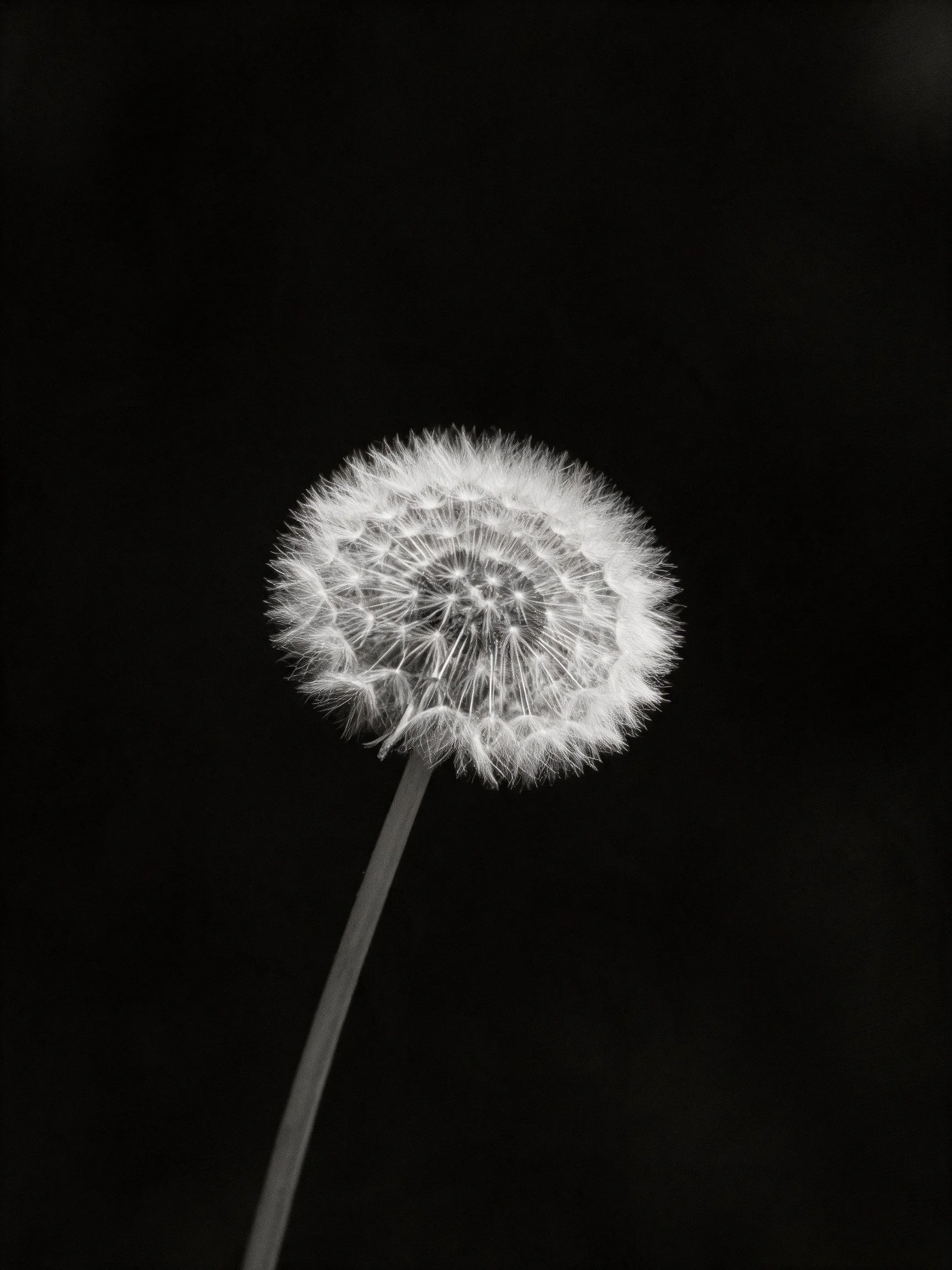 Black and white close-up of a dandelion seed head