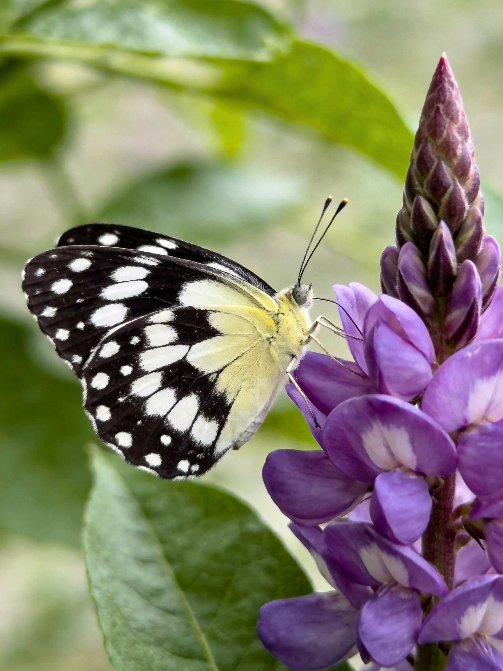 Black-and-white spotted butterfly on vibrant purple blooms