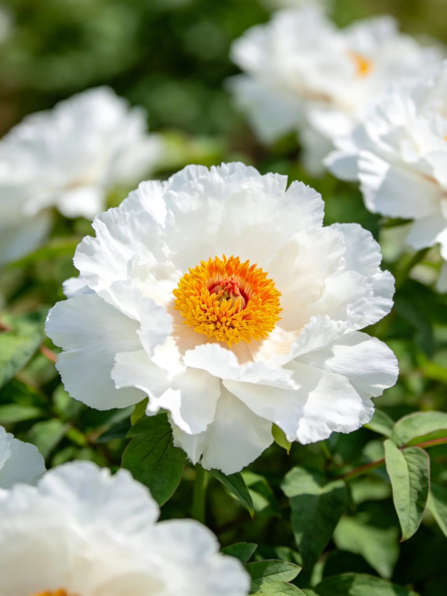 Blossoming White Peonies with Vibrant Yellow Centers