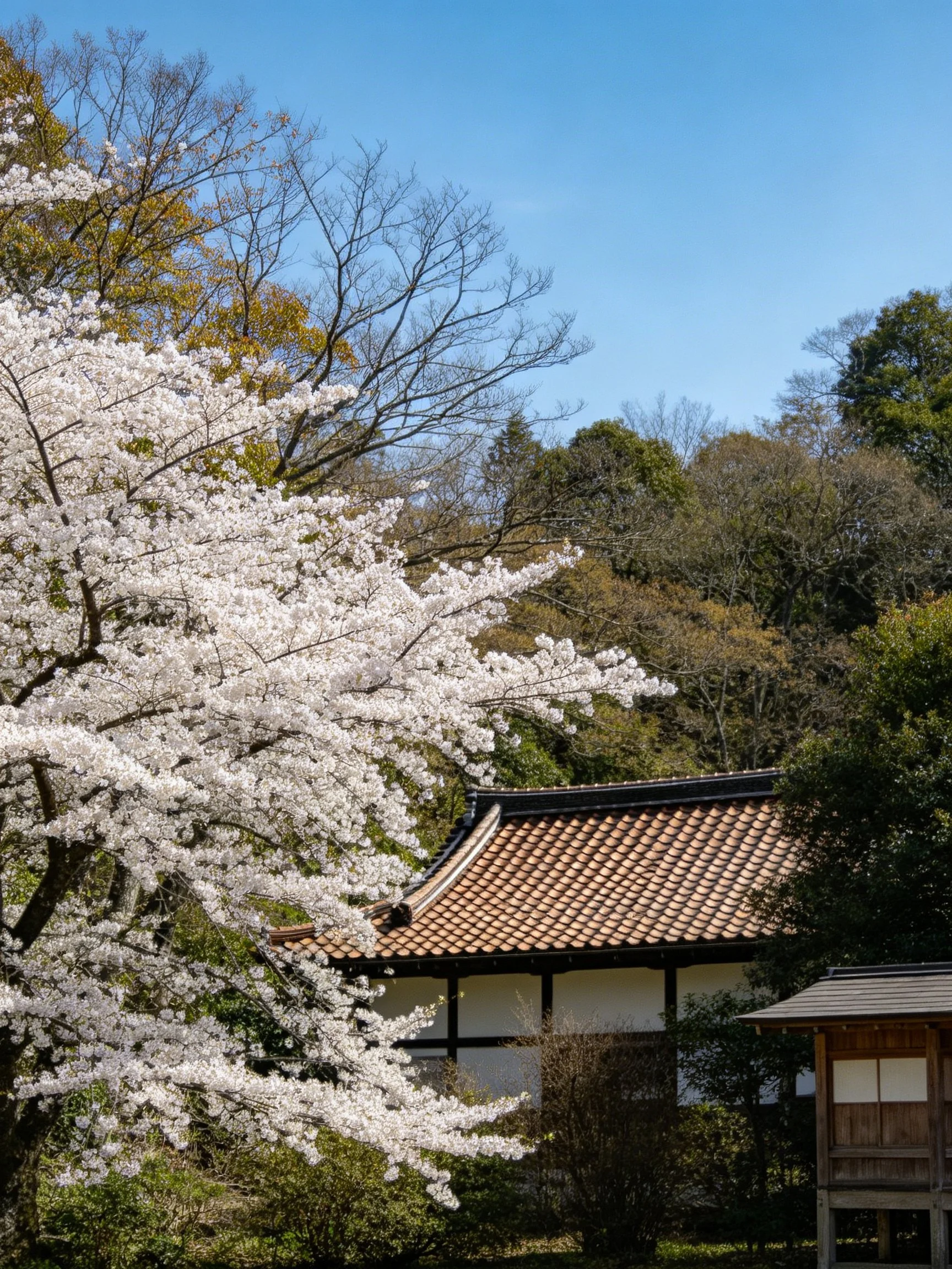 Blossoming cherry tree beside traditional Japanese temple with tiled roof