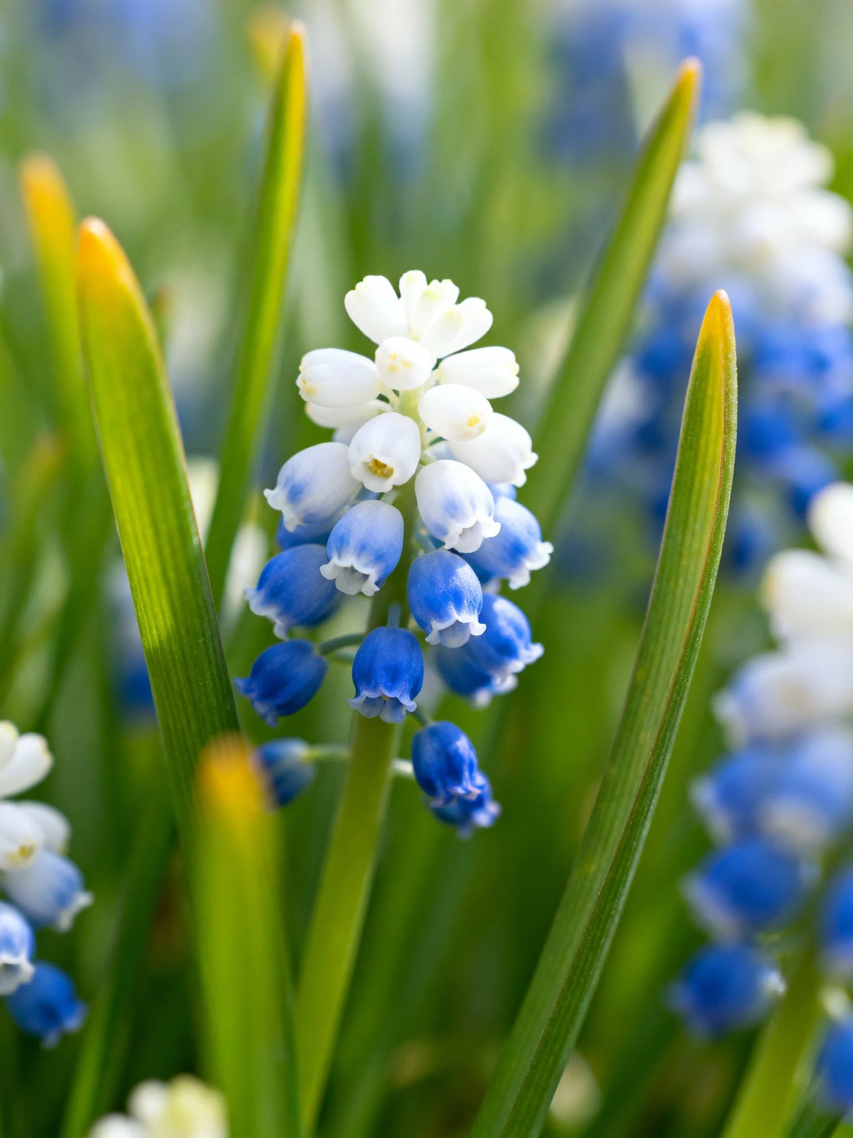 Blue and white grape hyacinth blooms amid slender green leaves