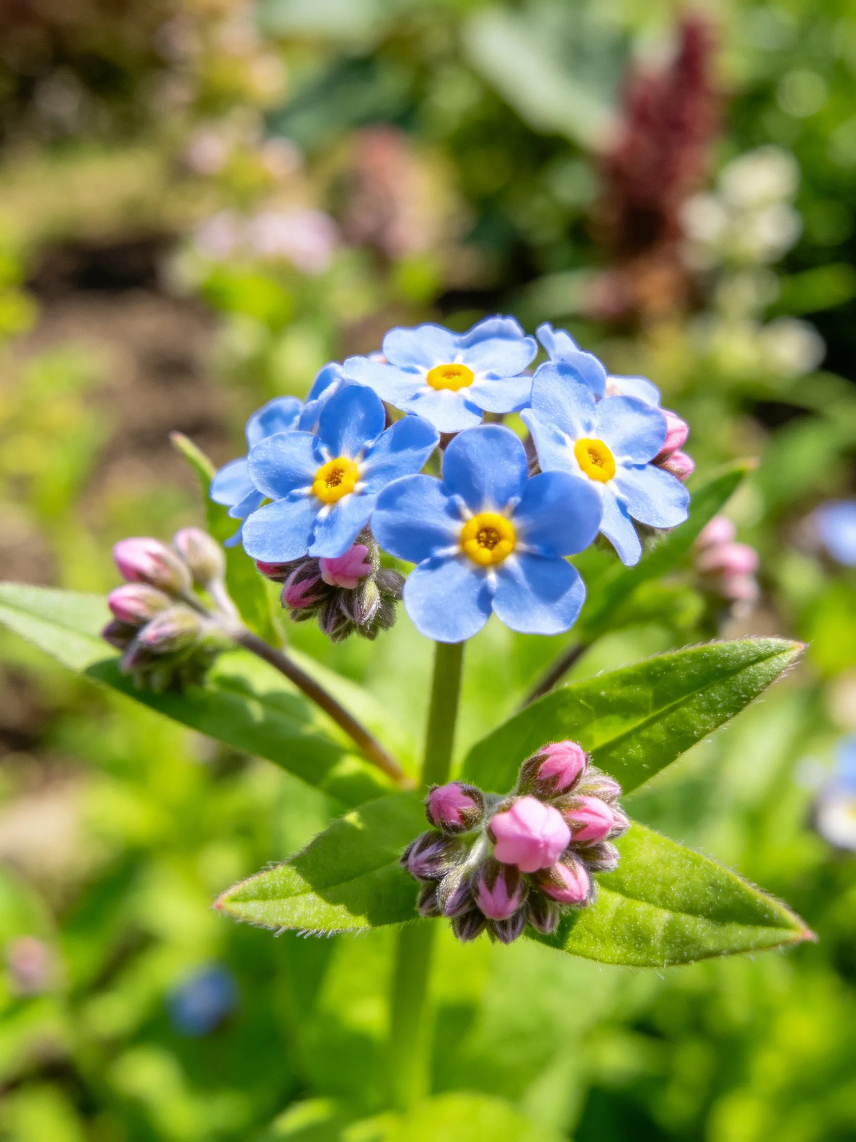 Blue flowers with yellow centers and pink buds amid green foliage