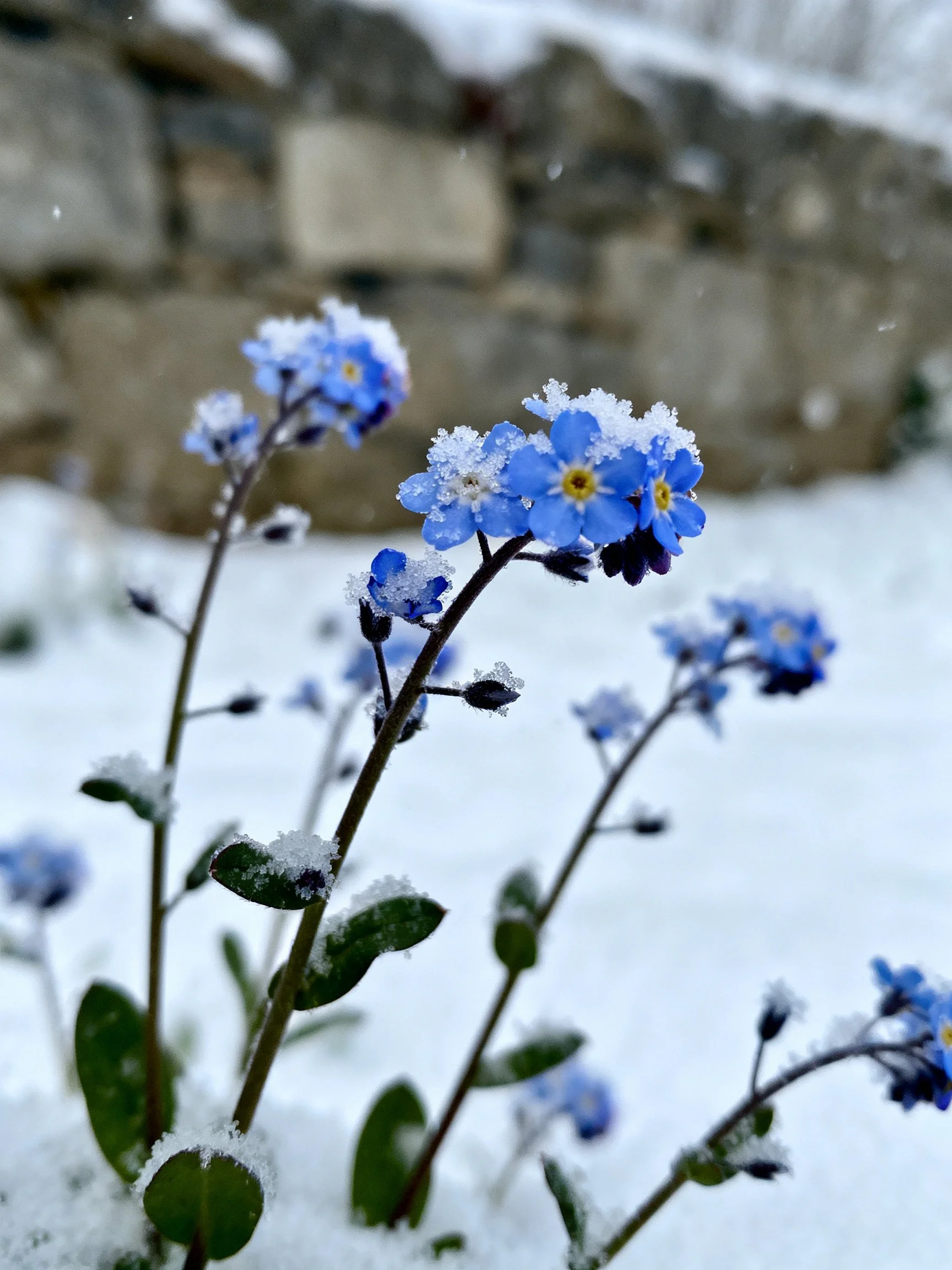 Blue forget-me-not flowers dusted withsnow near stone wall