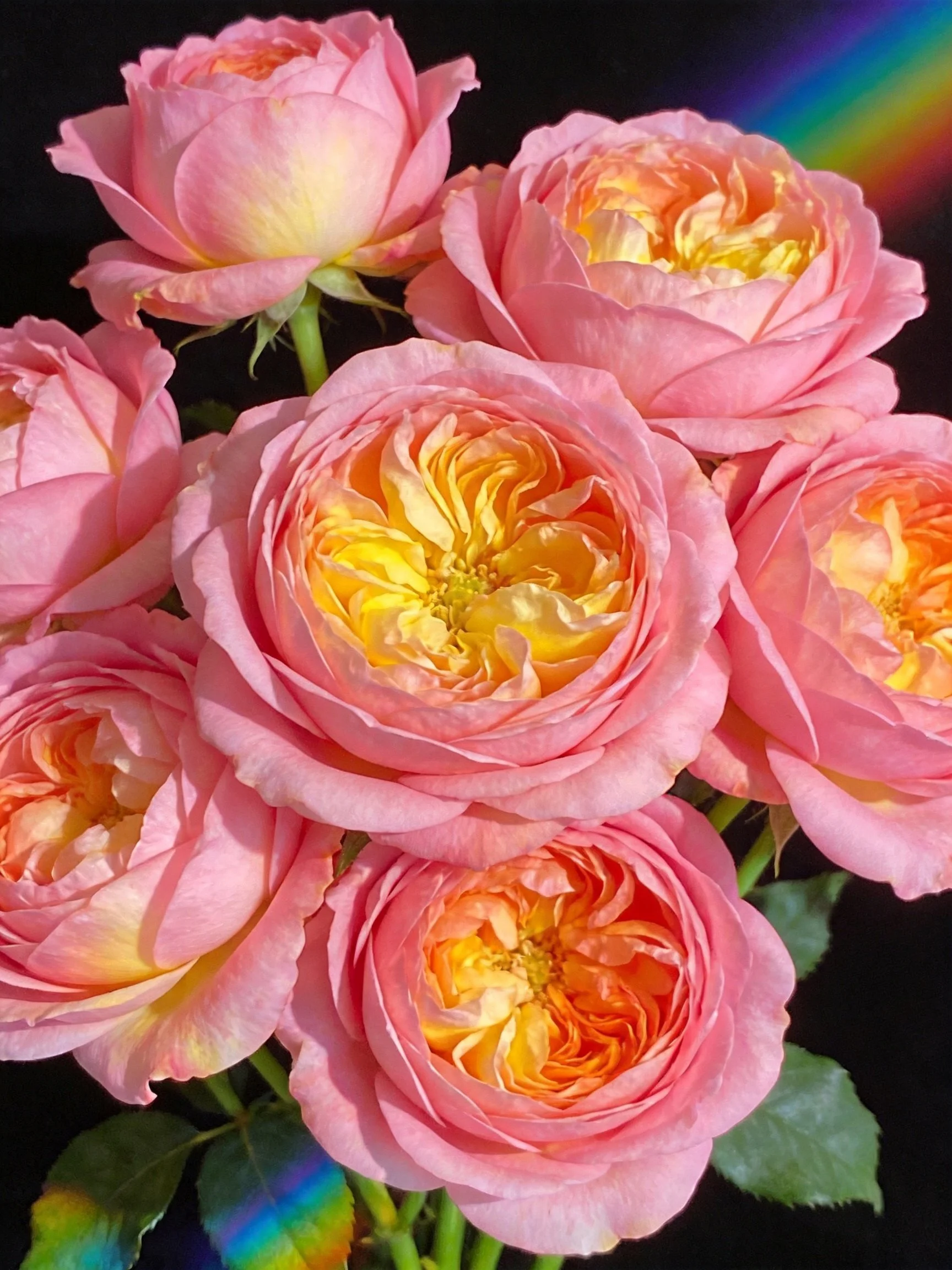 Bouquet of pink and yellow roses with rainbow light effects