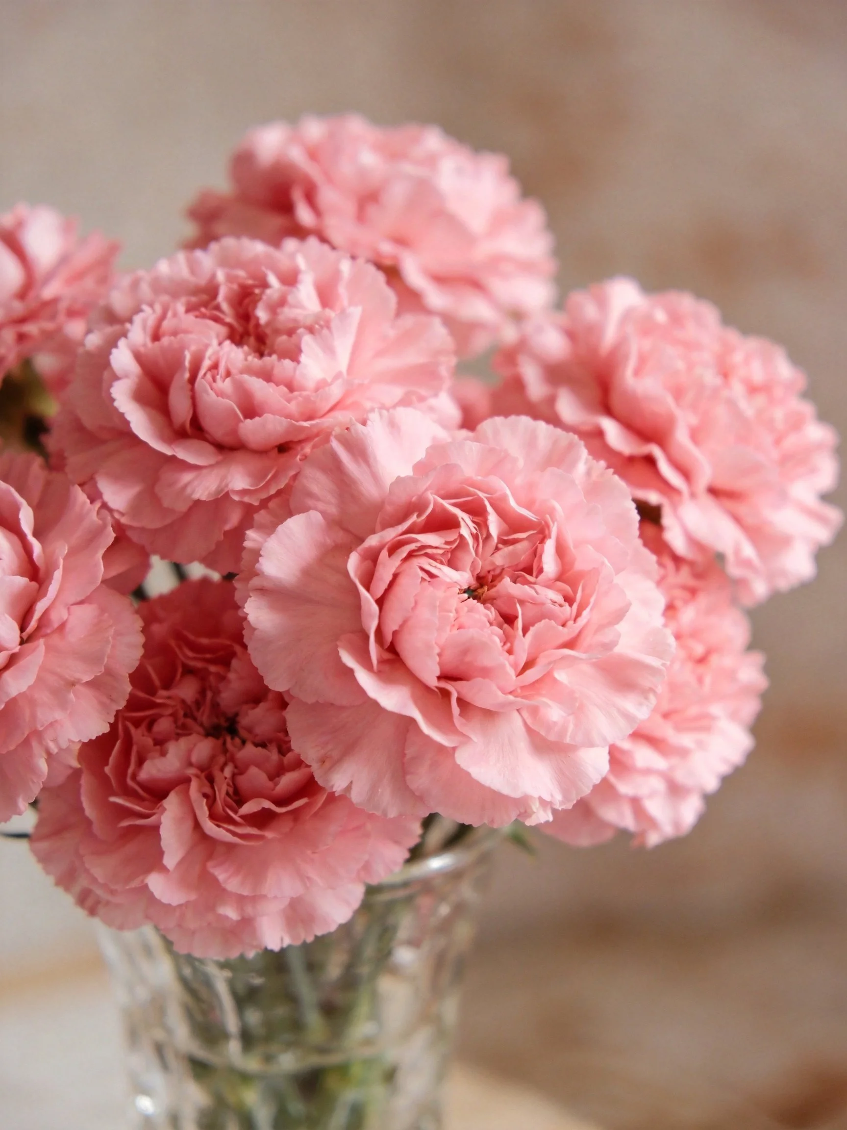 Bouquet of pink carnations displayed in a glass vase