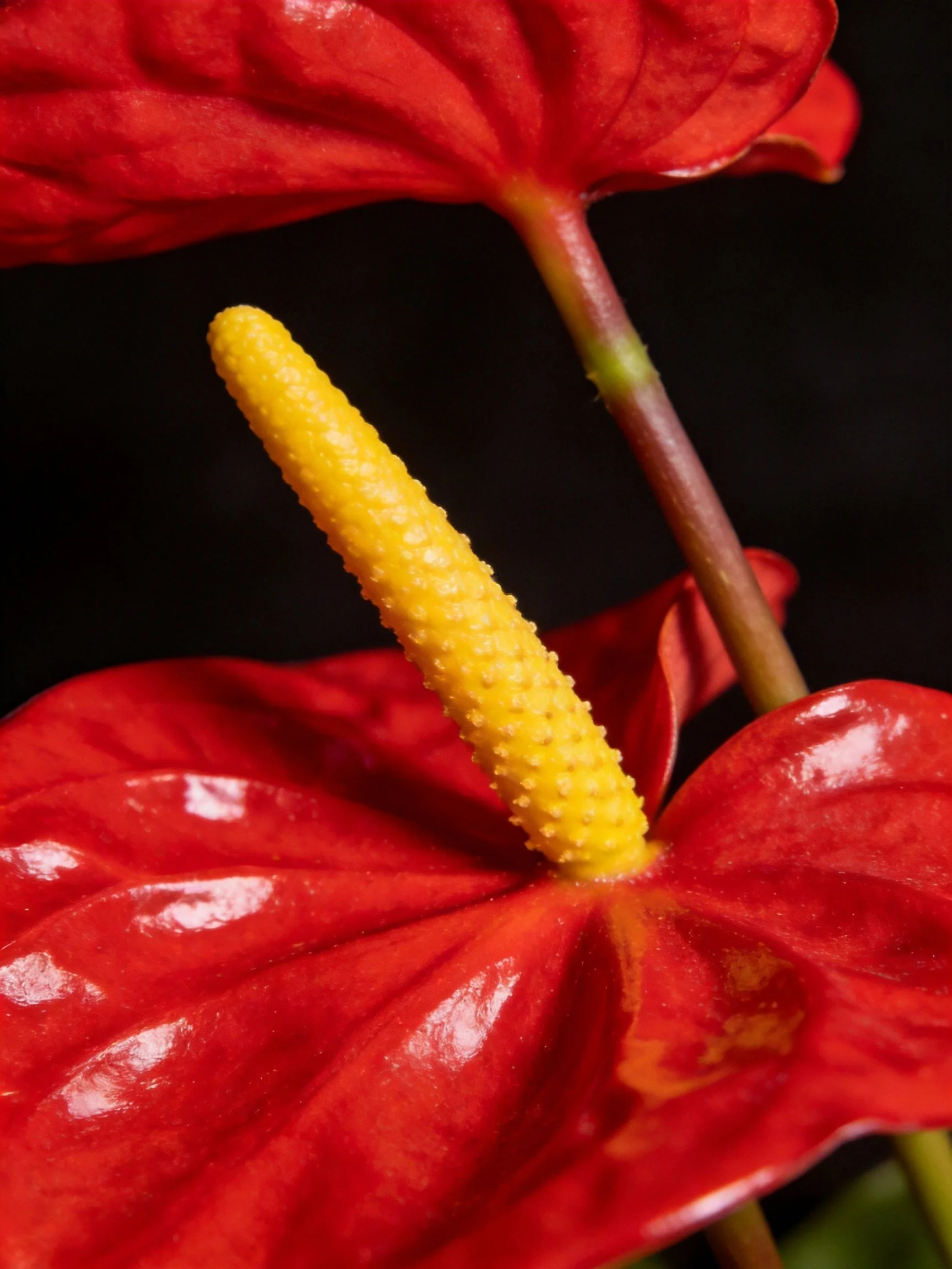 Bright Red Anthurium Flower with Yellow Spadix Close - Up