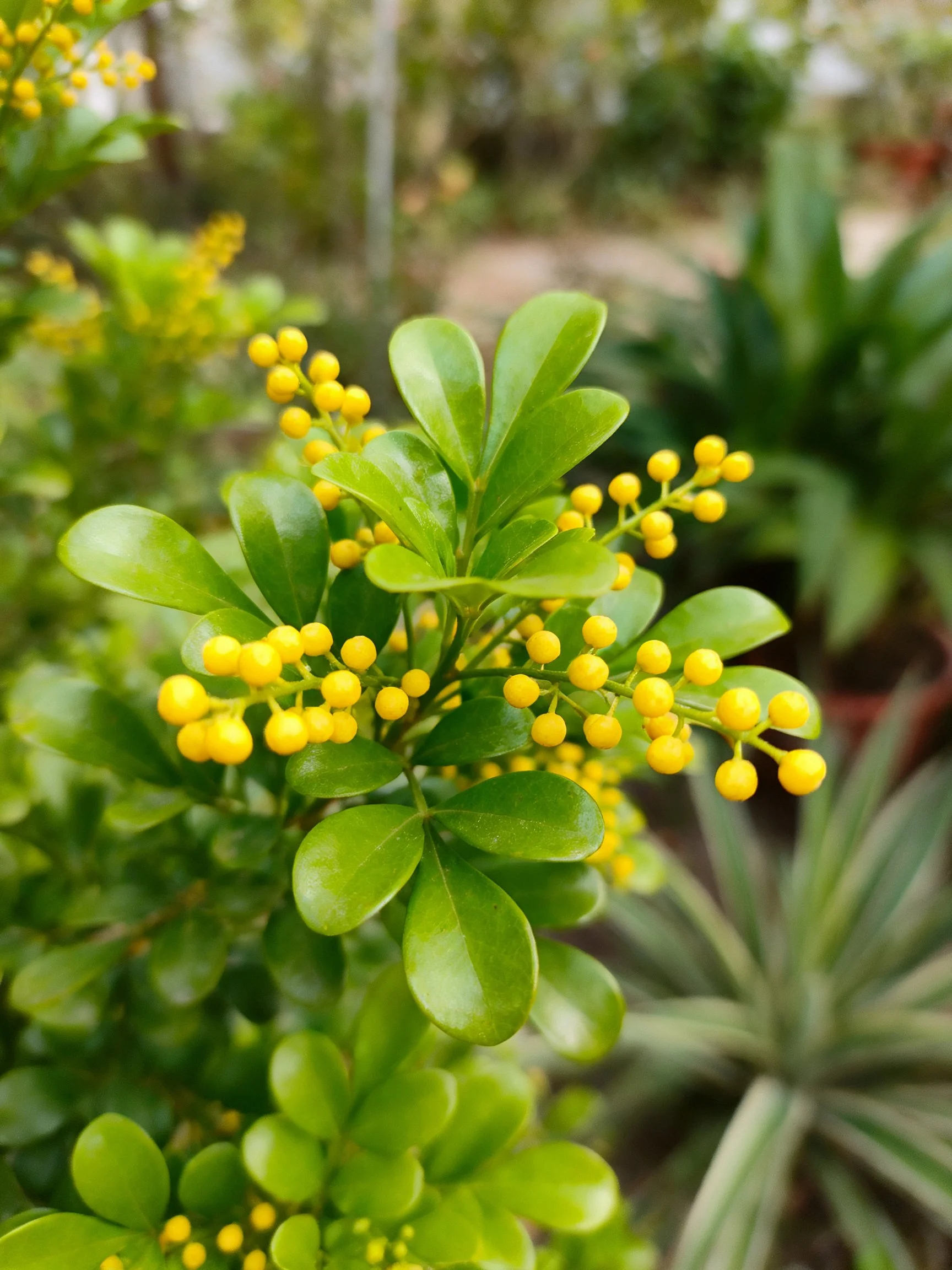 Bright Yellow Berry Clusters on Lush Green Foliage in a Blurred Garden Setting