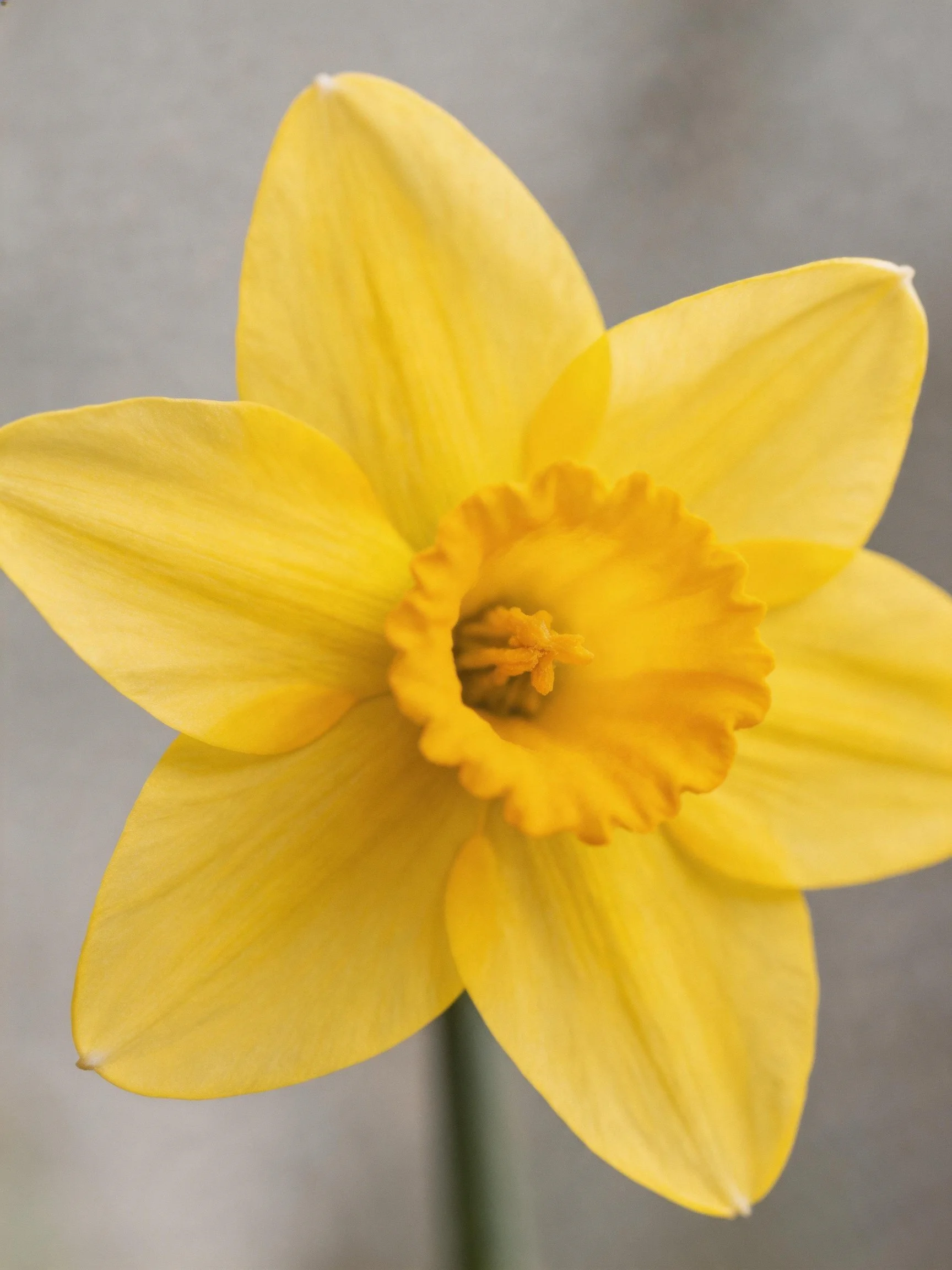 Bright Yellow Daffodil with Ruffled Central Corona