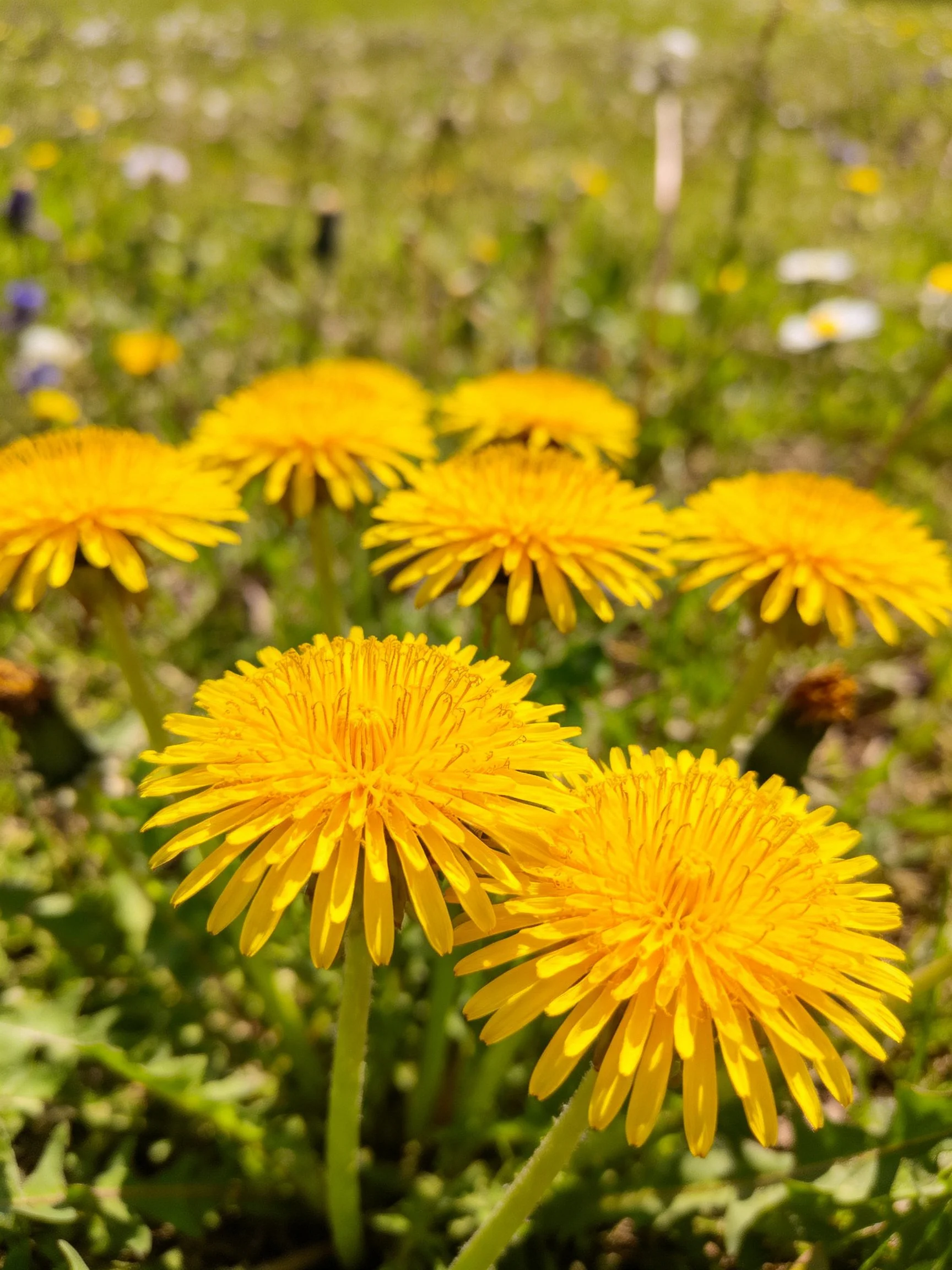Bright Yellow Dandelion Blooms Among Lush Greenery