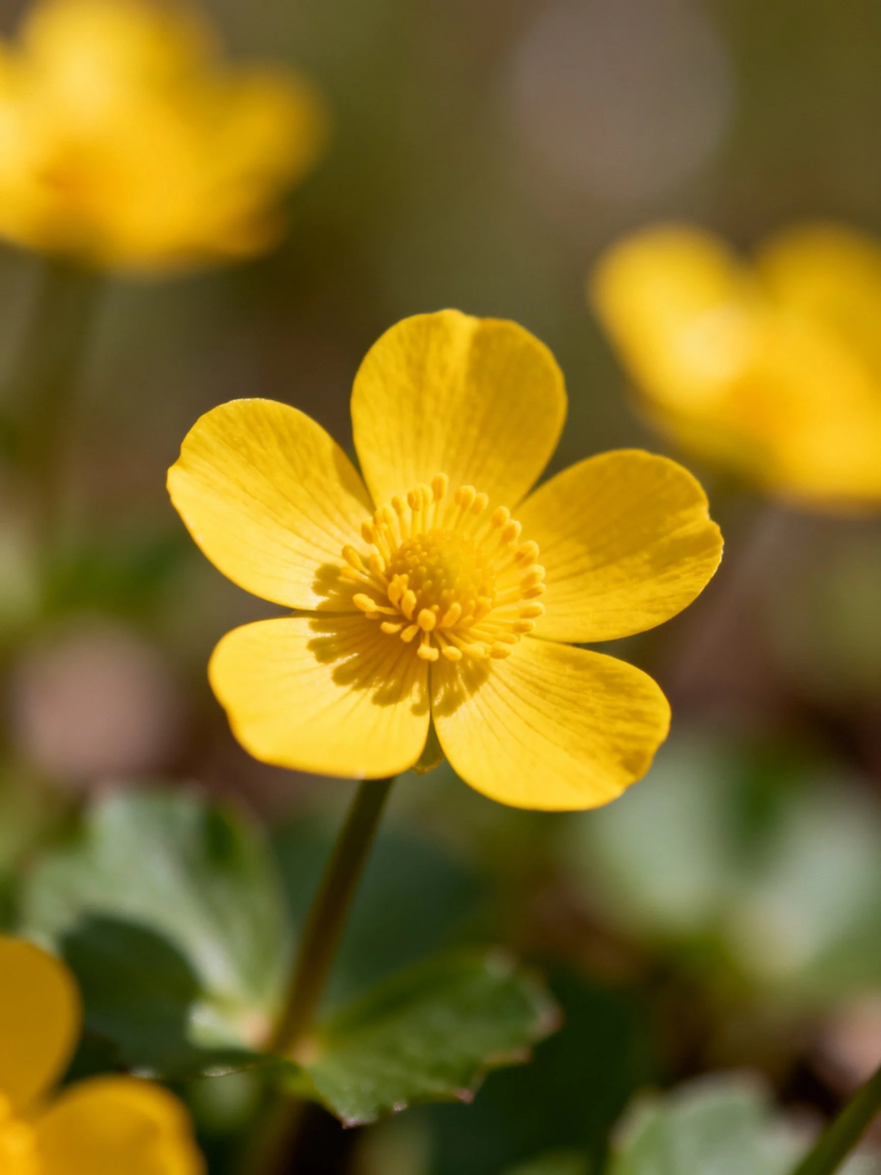 Bright Yellow Flower with Five Petals in Natural Scene
