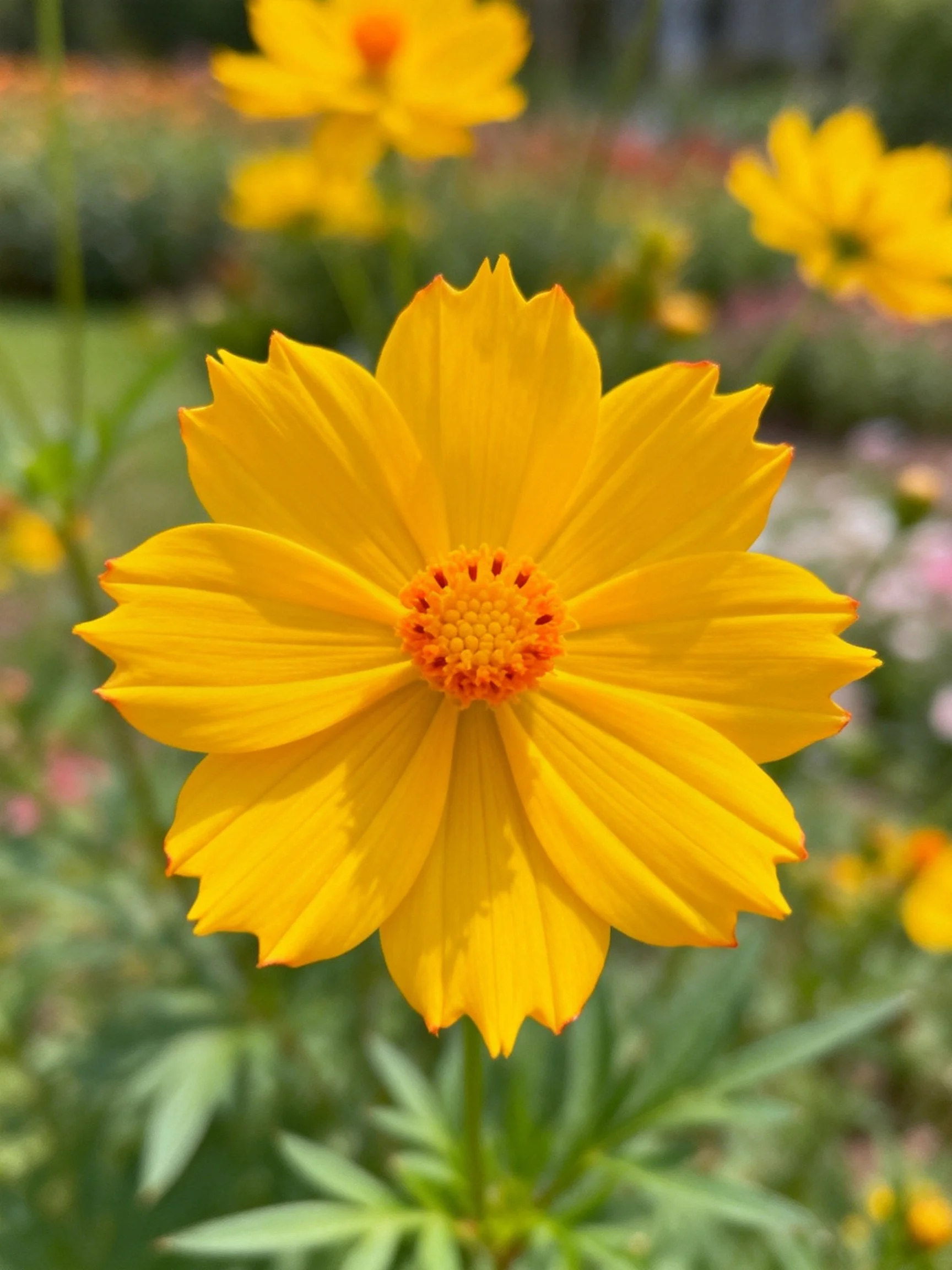 Bright Yellow Flower with Orange Center in Garden Setting