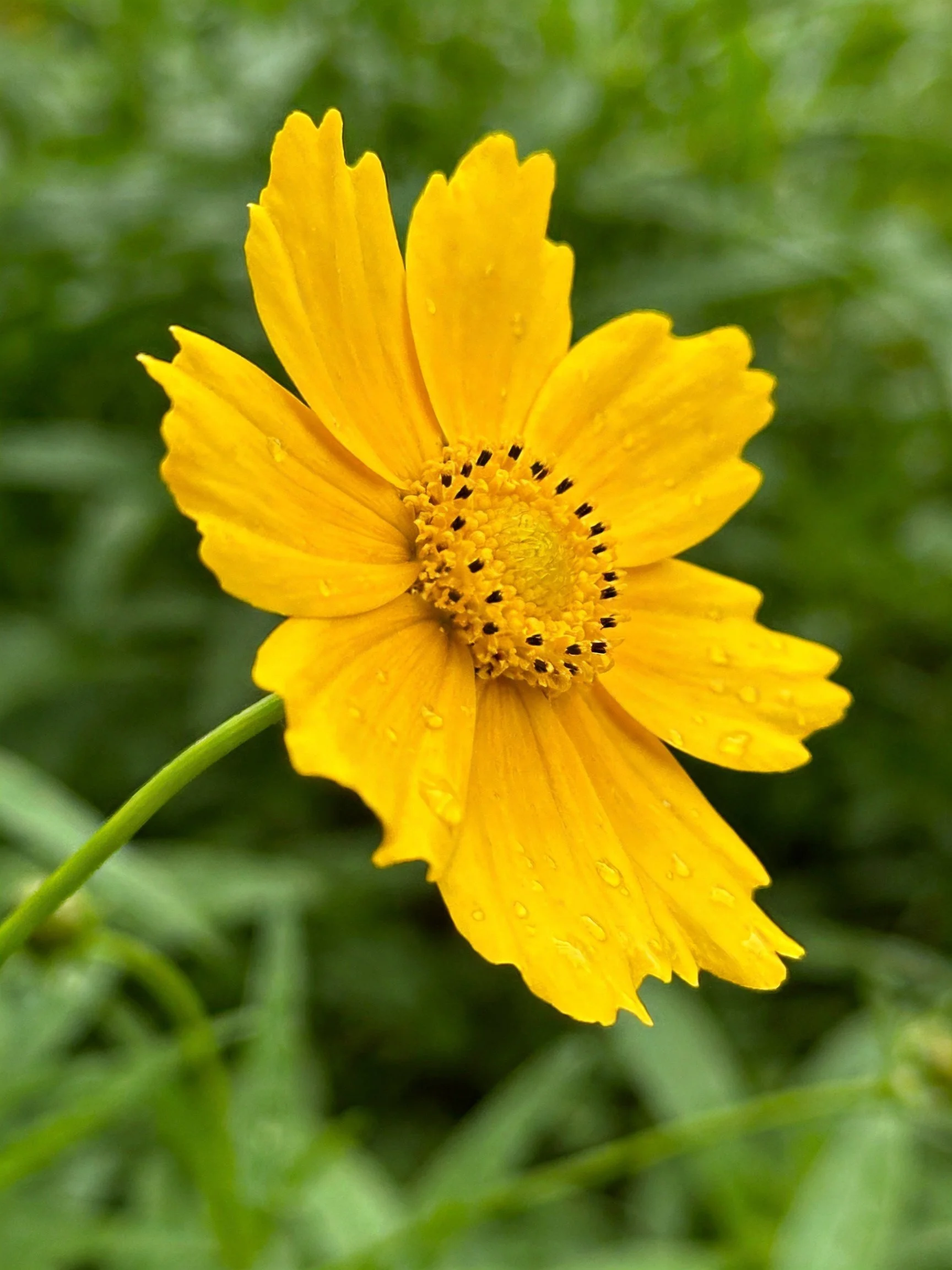 Bright Yellow Flower with Water Droplets Against Green Foliage