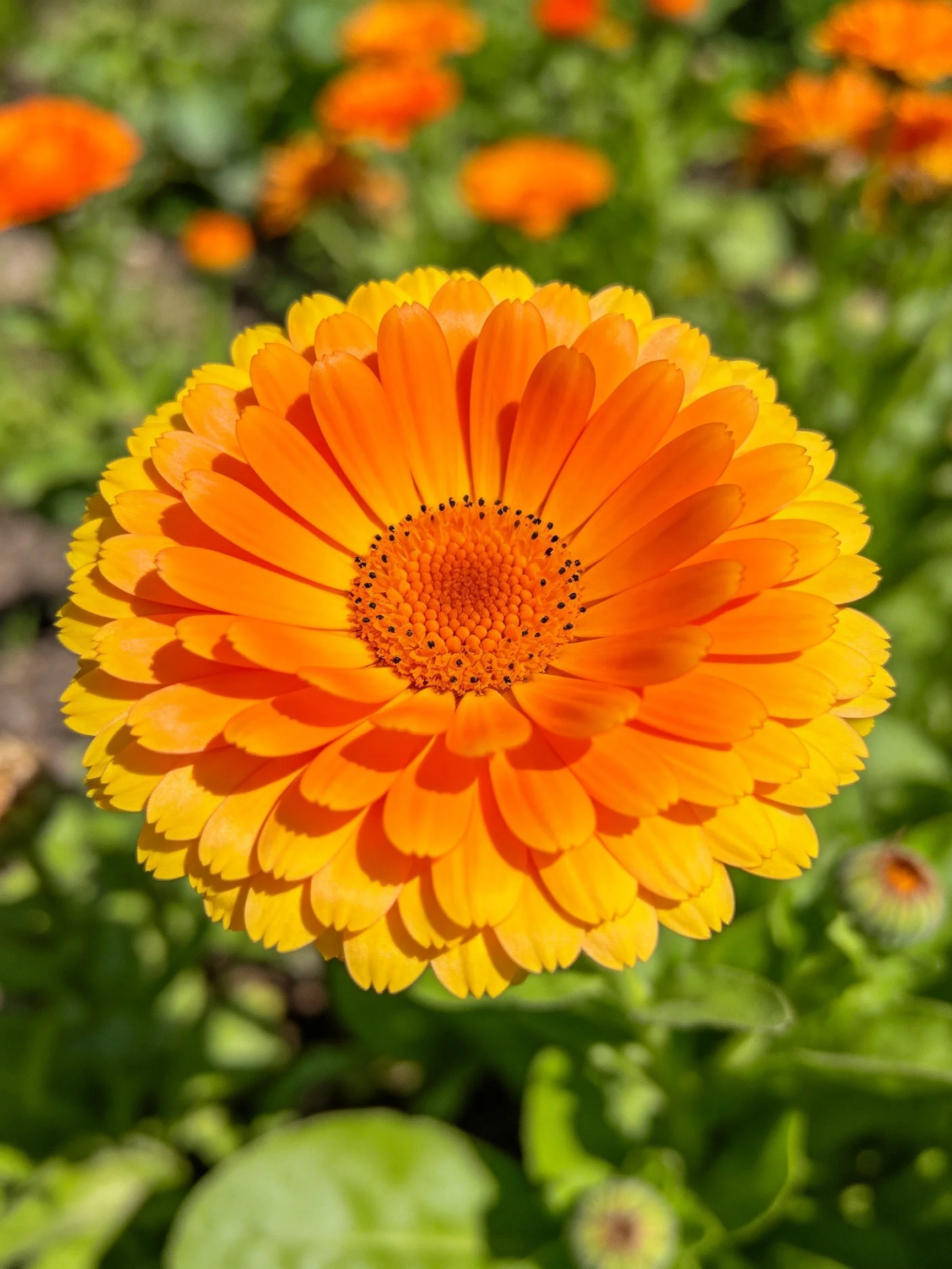 Bright orange and yellow flower with layered petals, surrounded by greenery