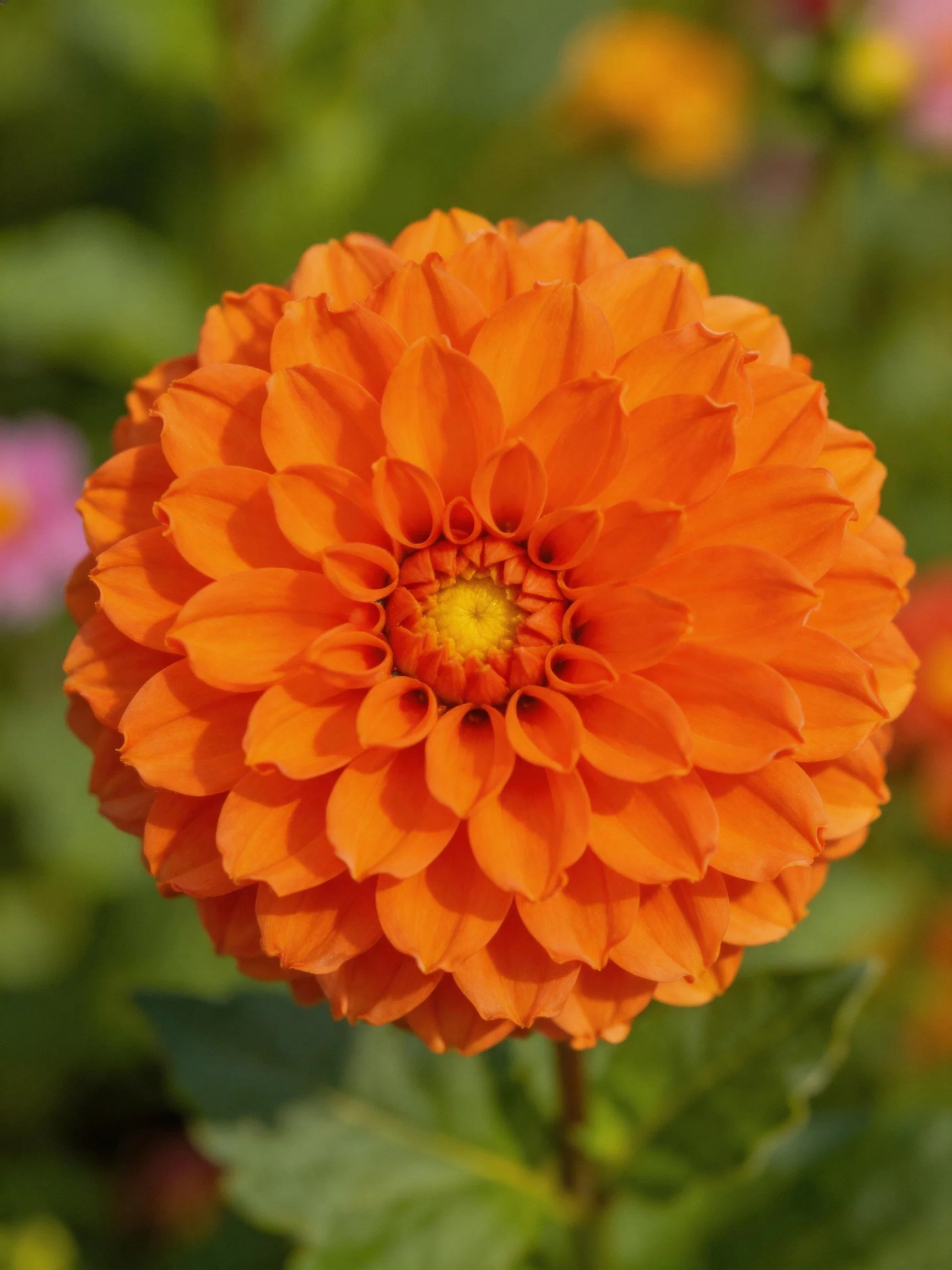 Bright orange dahlia with layered petals and yellow core