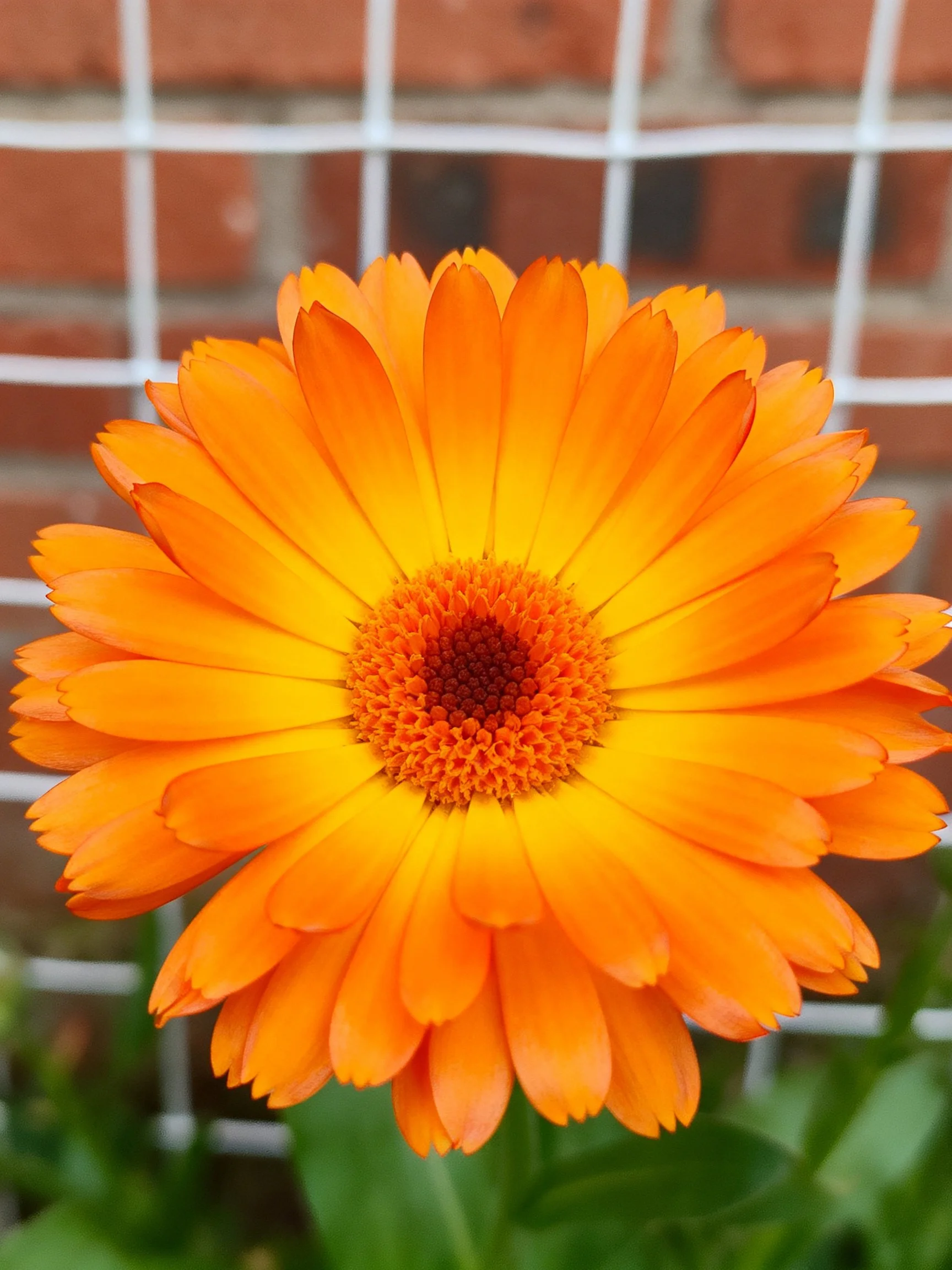 Bright orange flower with layered petals beside a brick wall grid