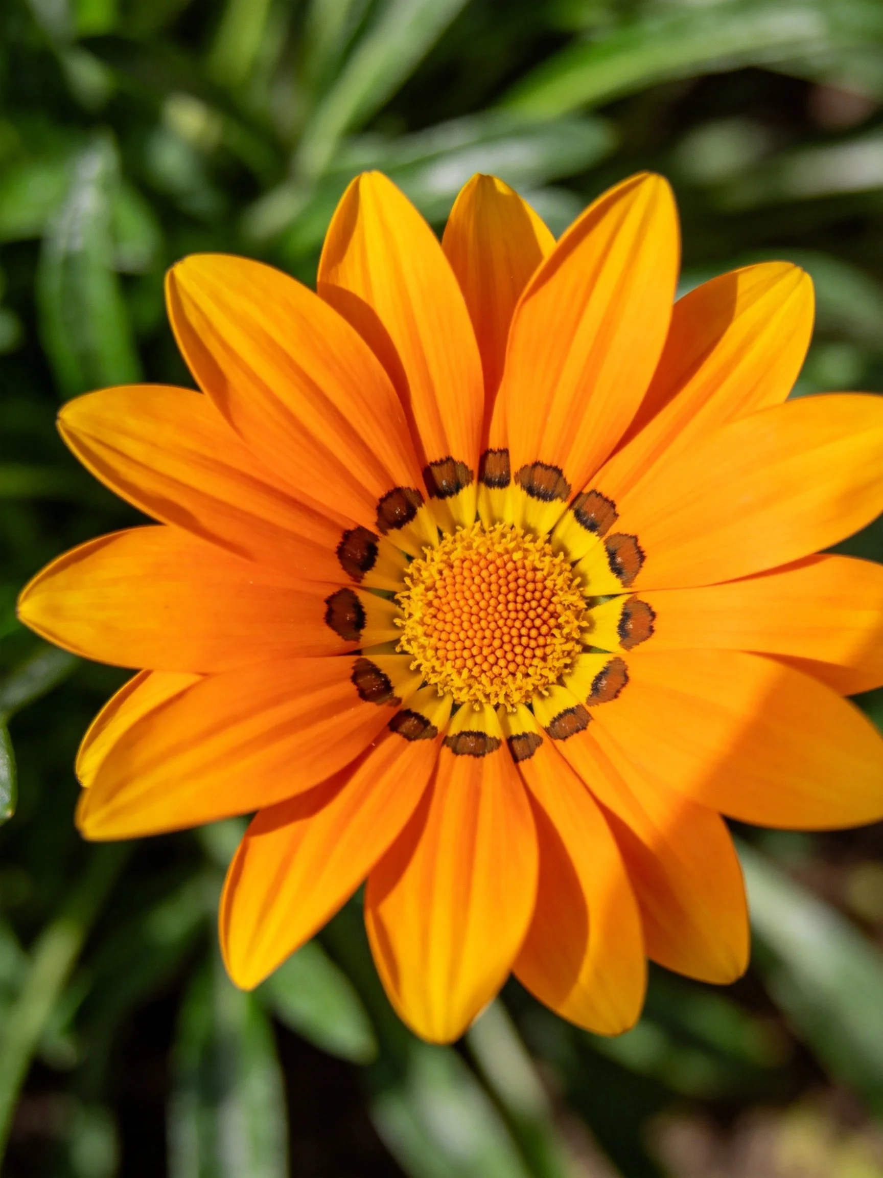 Bright orange flower with yellow and brown center details