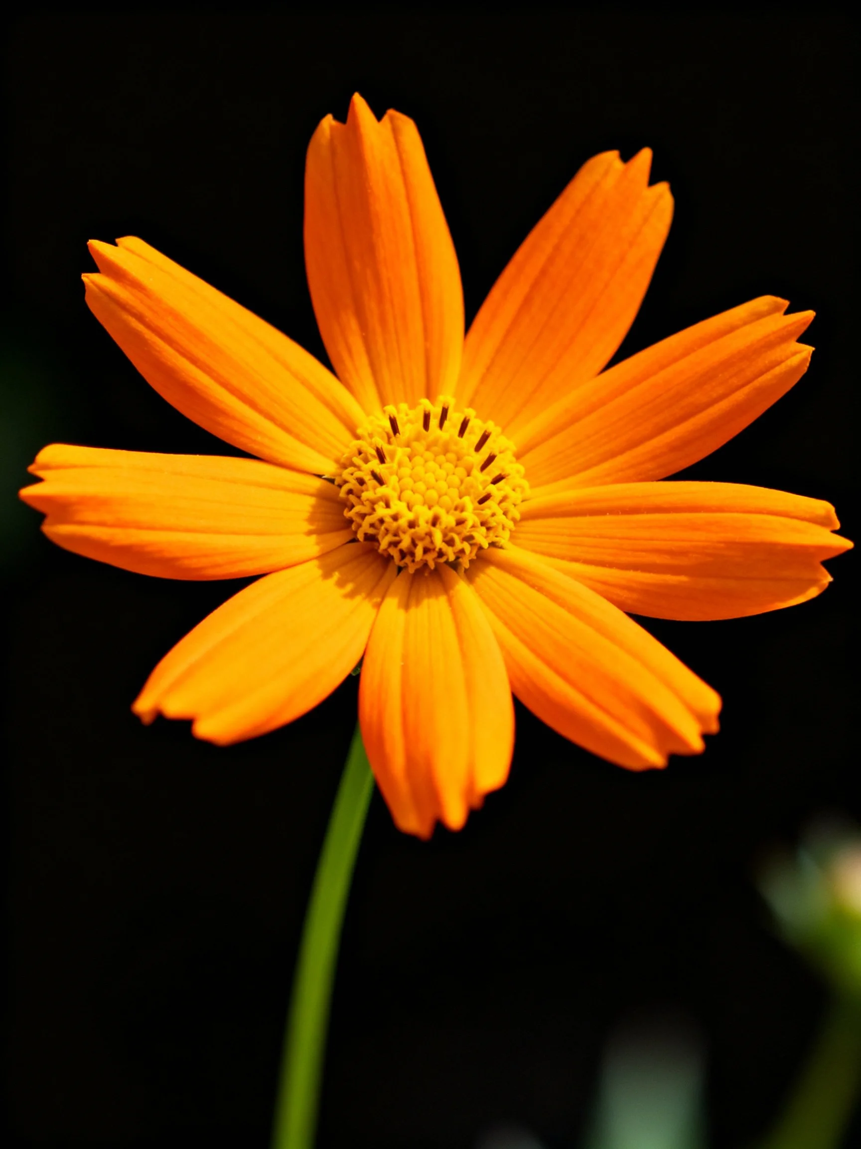 Bright orange flower with yellow center on dark background