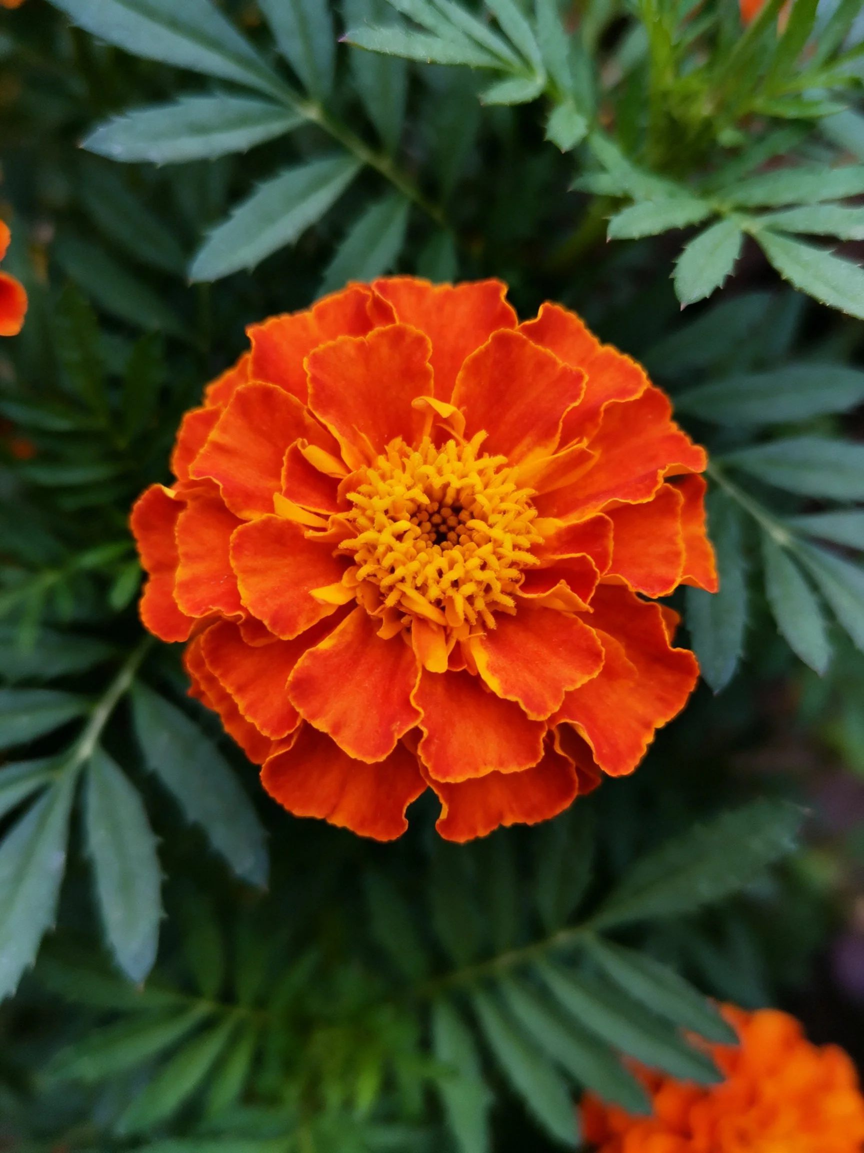 Bright orange marigold flower with layered petals and green leaves